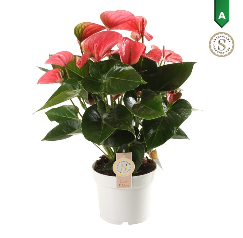 Anthurium "Pink Champion" ↑ 60 cm ⌀ 17 cm