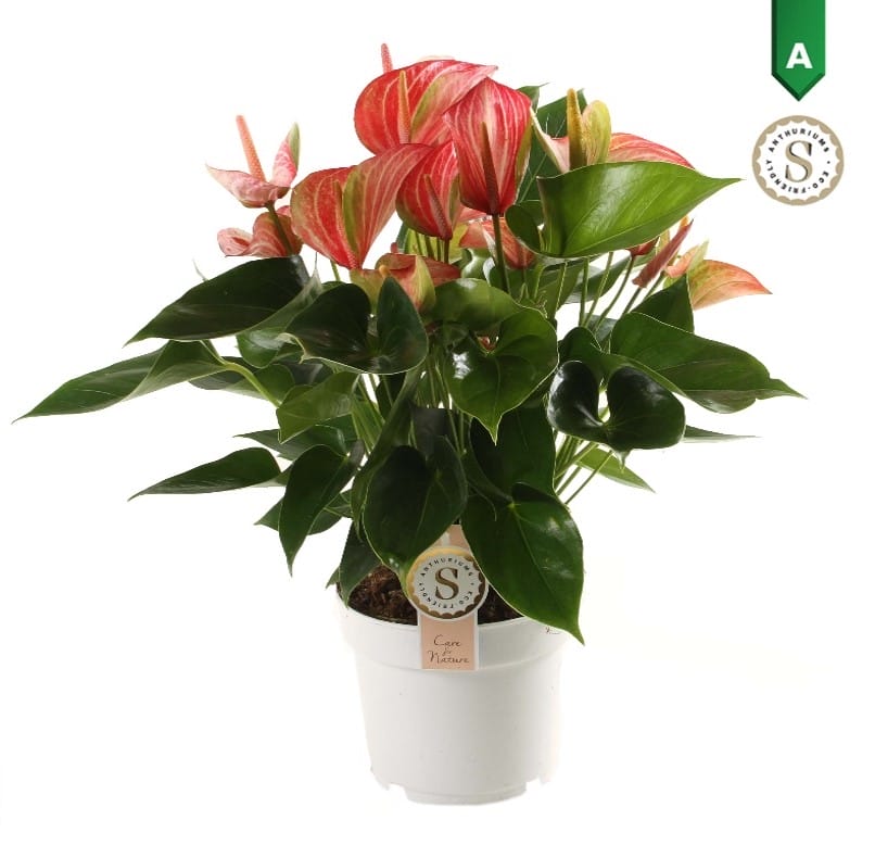 Anthurium Livium Red ↑ 60 cm ⌀ 17 cm