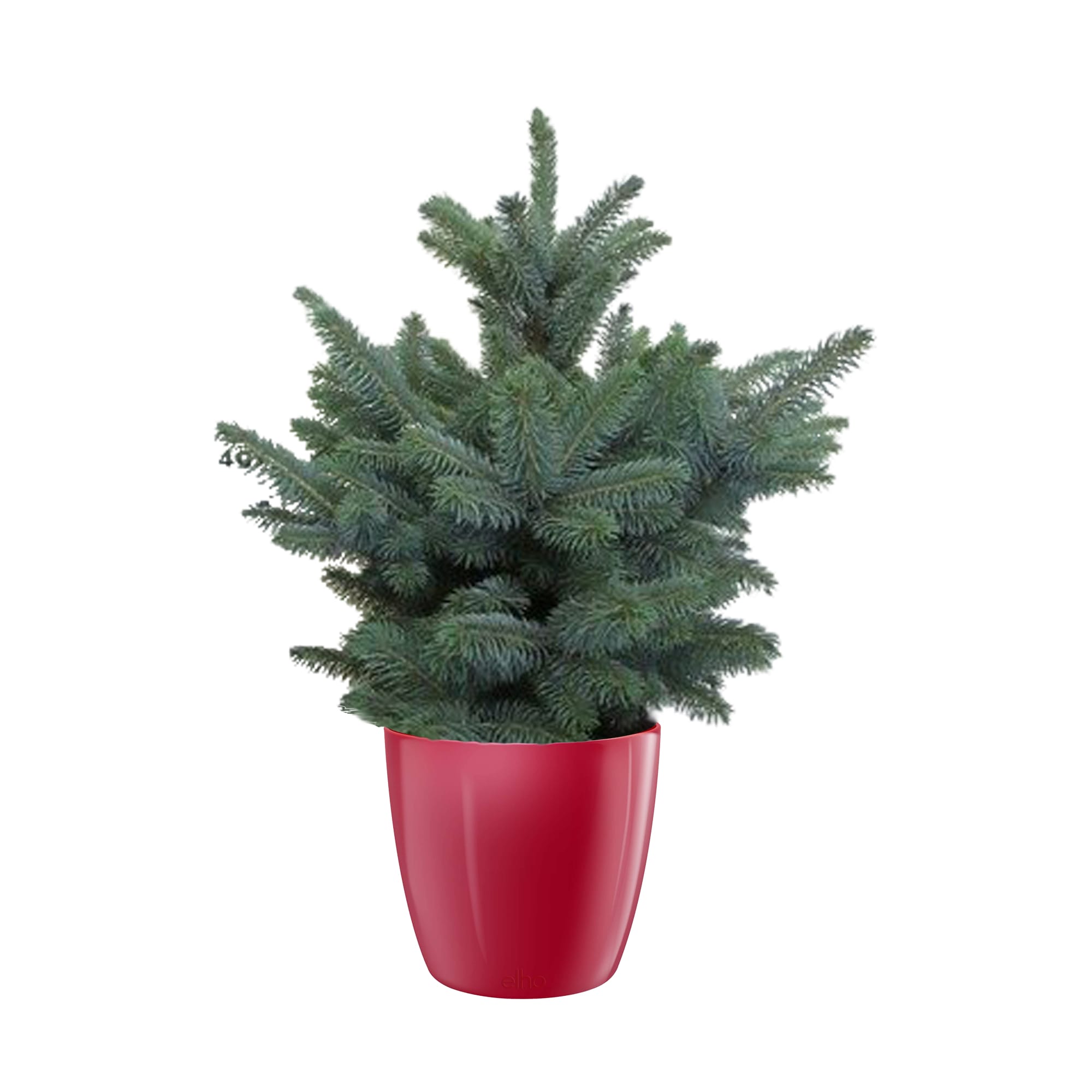 Kerstboom Picea Super Blue in Elho pot Diamond Red ↑ 50 cm ⌀ 30 cm