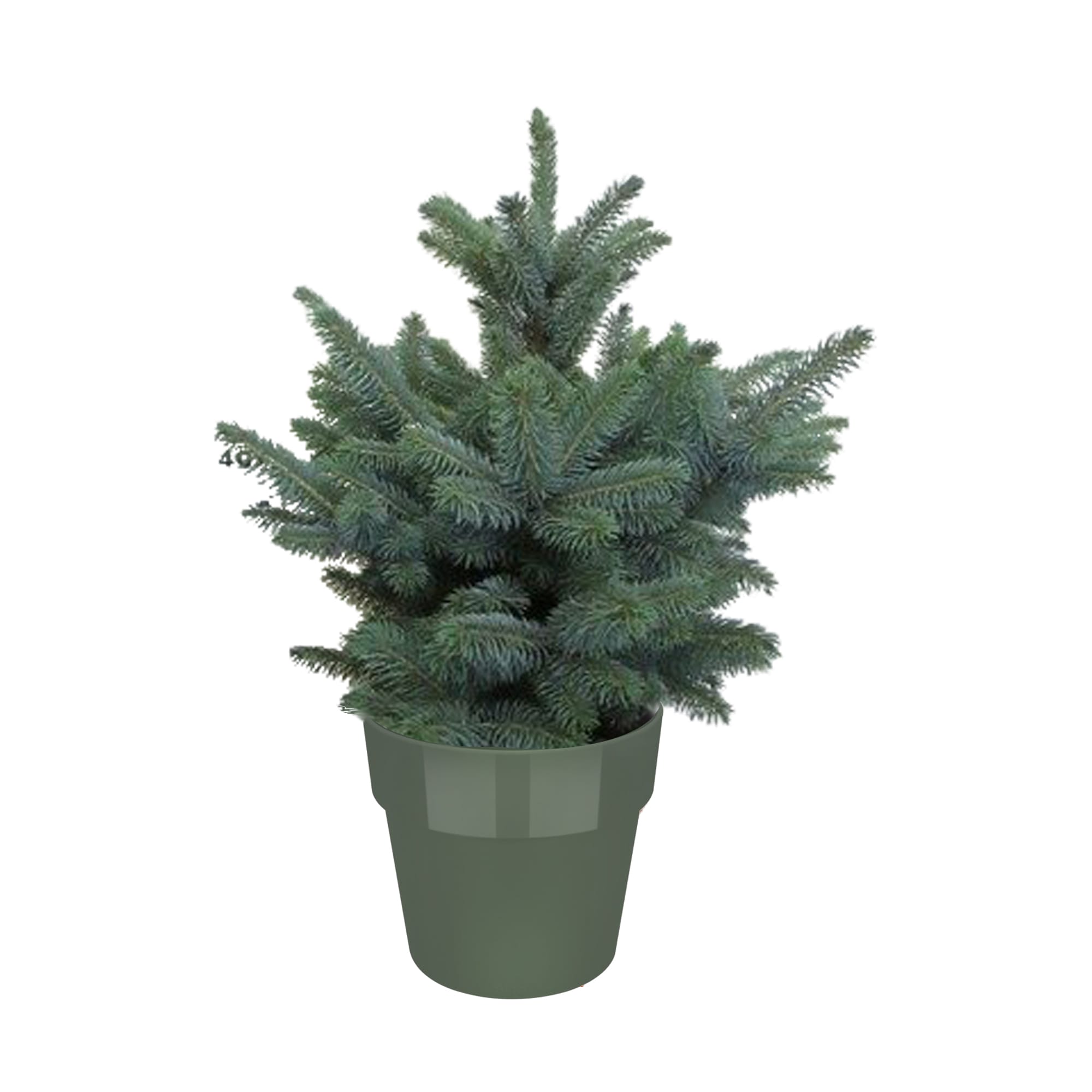 Kerstboom Picea Super Blue in Elho pot bladgroen ↑ 50 cm ⌀ 30 cm