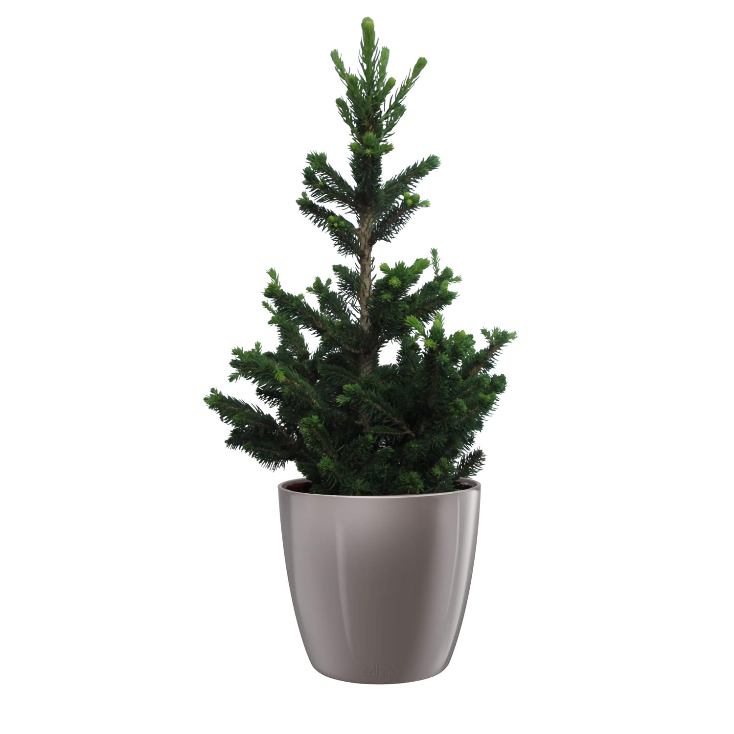 Kerstboom Picea Will's Zwerg in Elho pot Pearl ↑ 50 cm ⌀ 25 cm