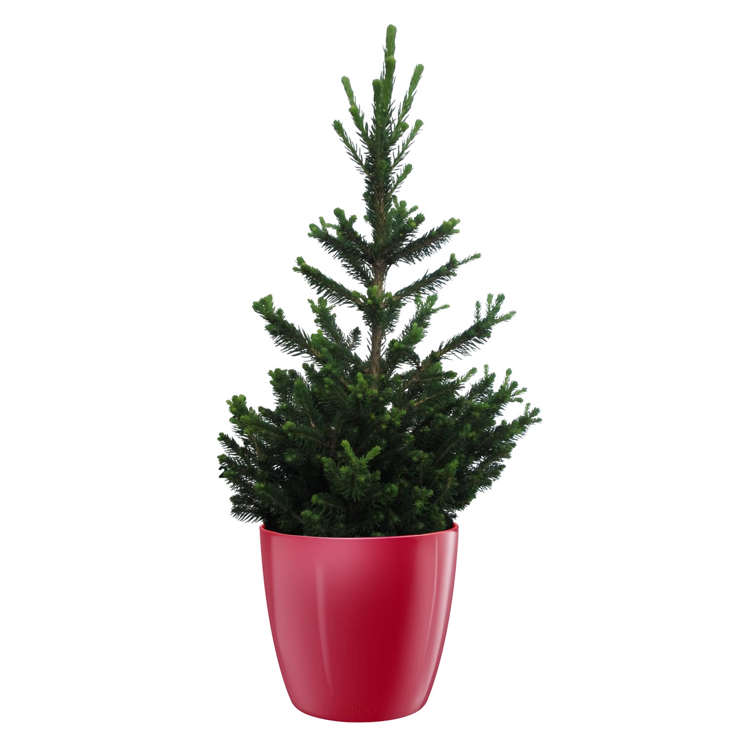 Kerstboom Picea Will's Zwerg in Elho pot Diamond Red ↑ 50 cm ⌀ 25 cm