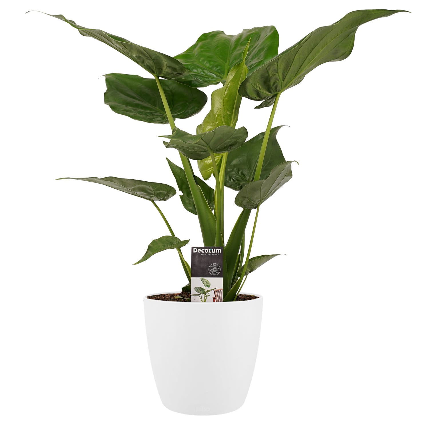 Alocasia Cucullata - Elho brussels white ↑ 65 cm ⌀ 19 cm