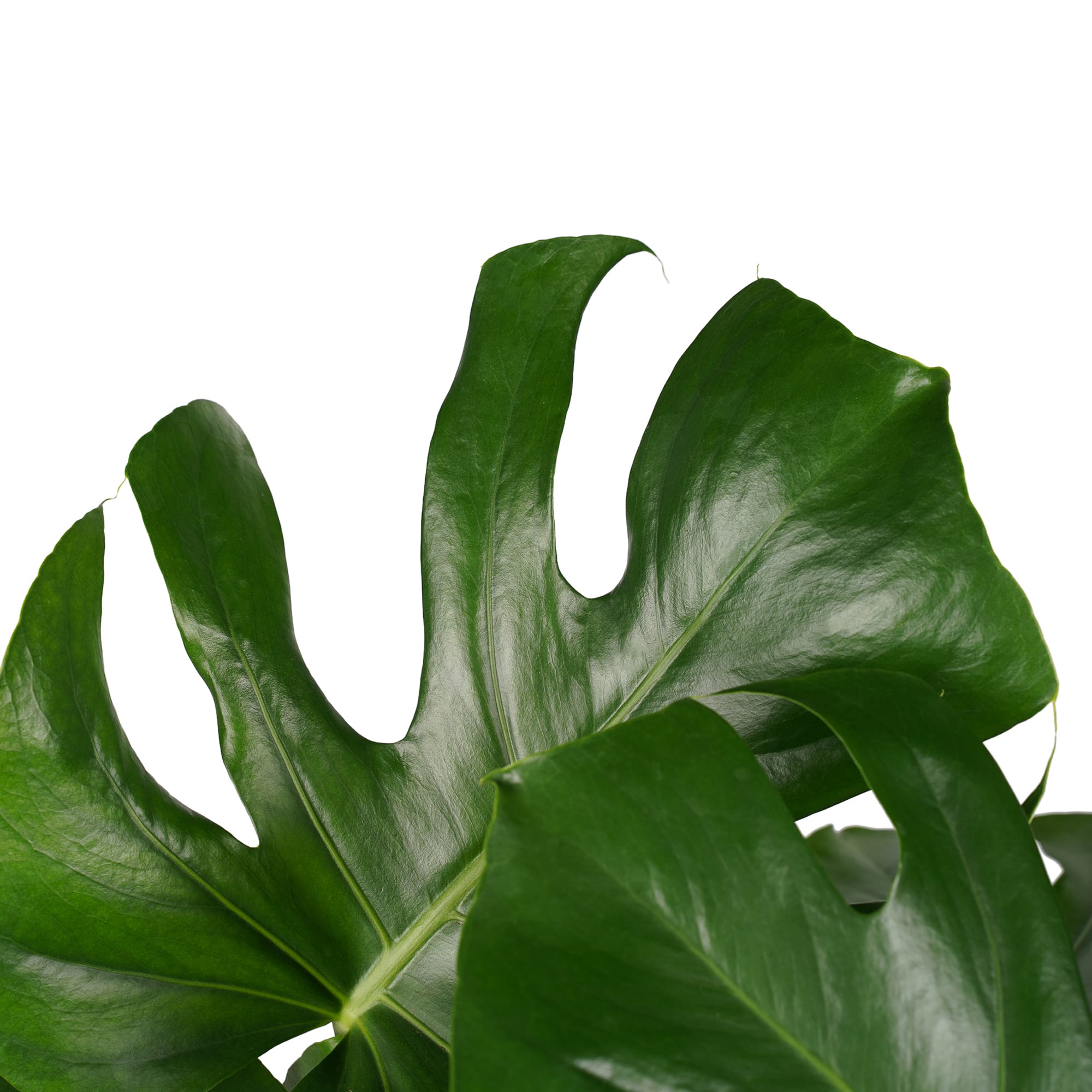Monstera Deliciosa - Elho brussels soap ↑ 70 cm ⌀ 24 cm - Afbeelding 3