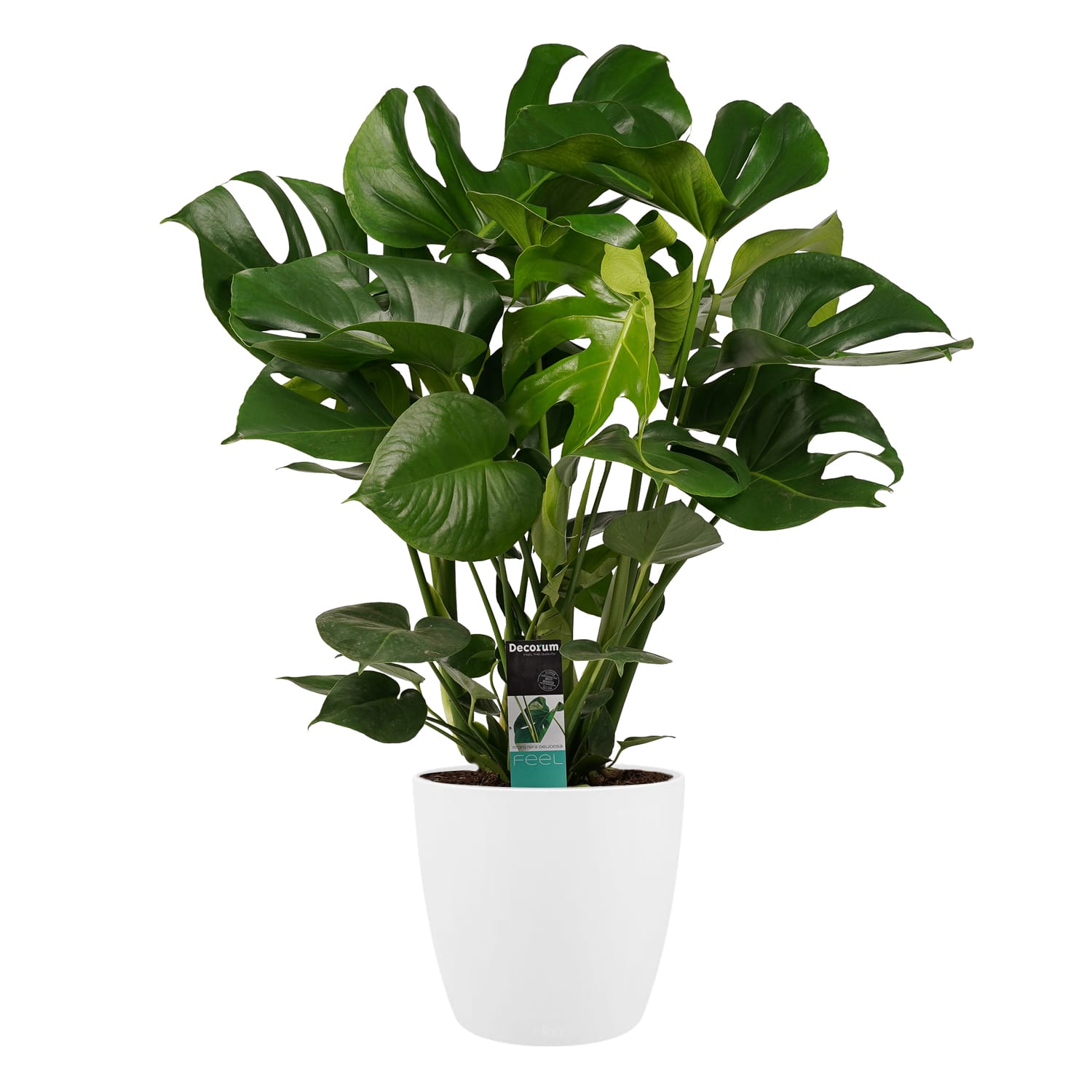 Monstera Deliciosa - Elho brussels white ↑ 70 cm ⌀ 24 cm