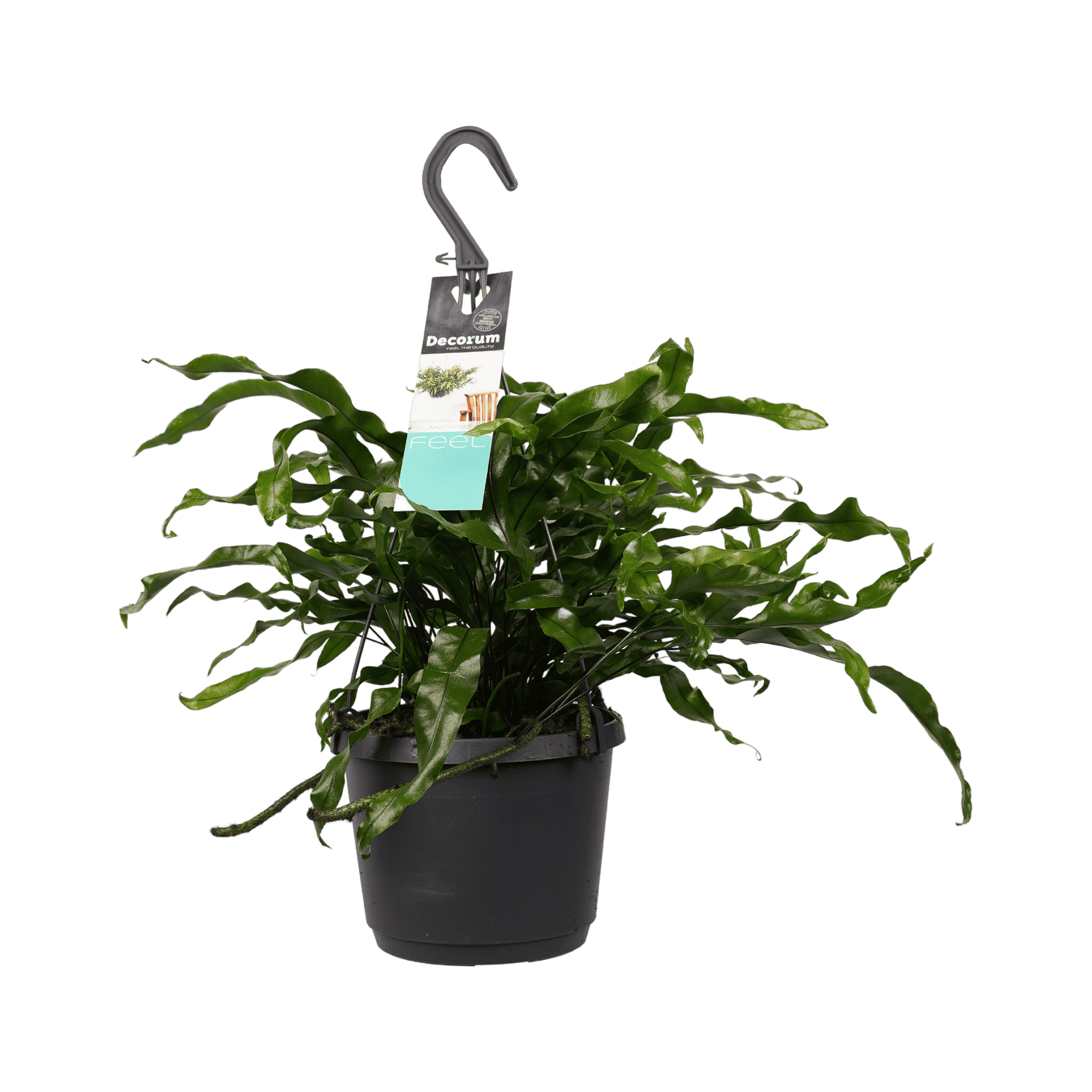 Microsorum diversifolium ↑ 40 cm ⌀ 17 cm