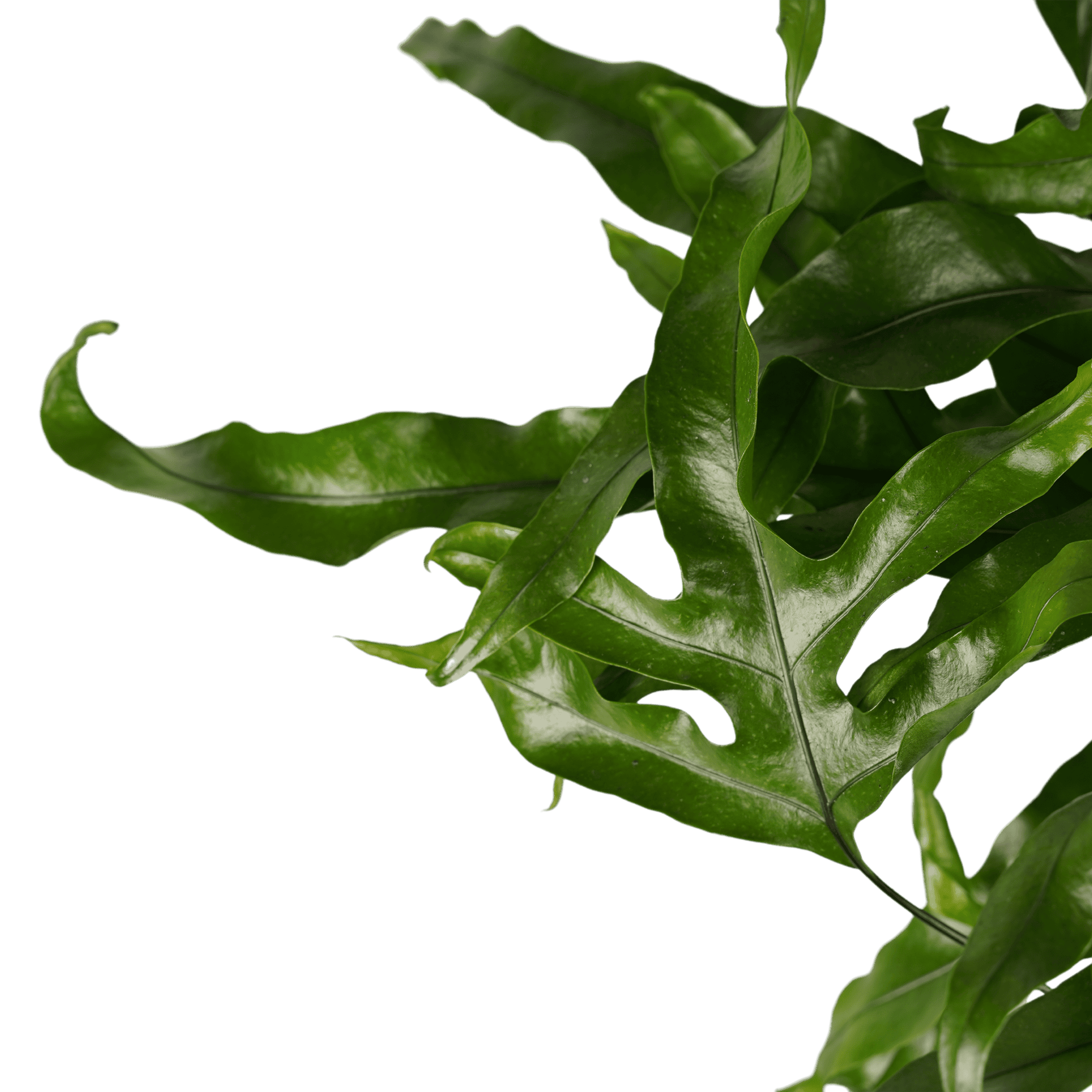 Microsorum diversifolium ↑ 40 cm ⌀ 17 cm - Afbeelding 3