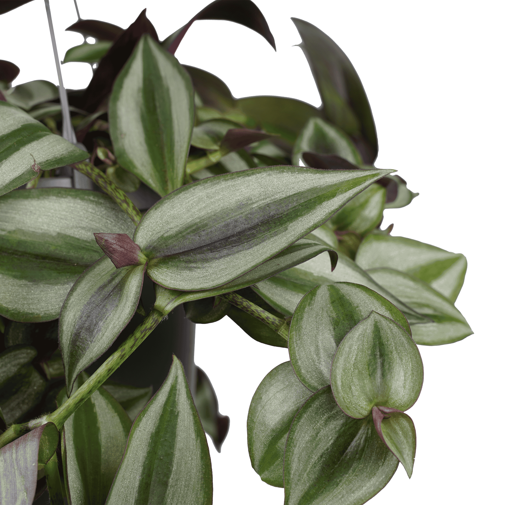 Tradescantia zebrina 'Purpusii' ↑ 45 cm ⌀ 17 cm - Afbeelding 3