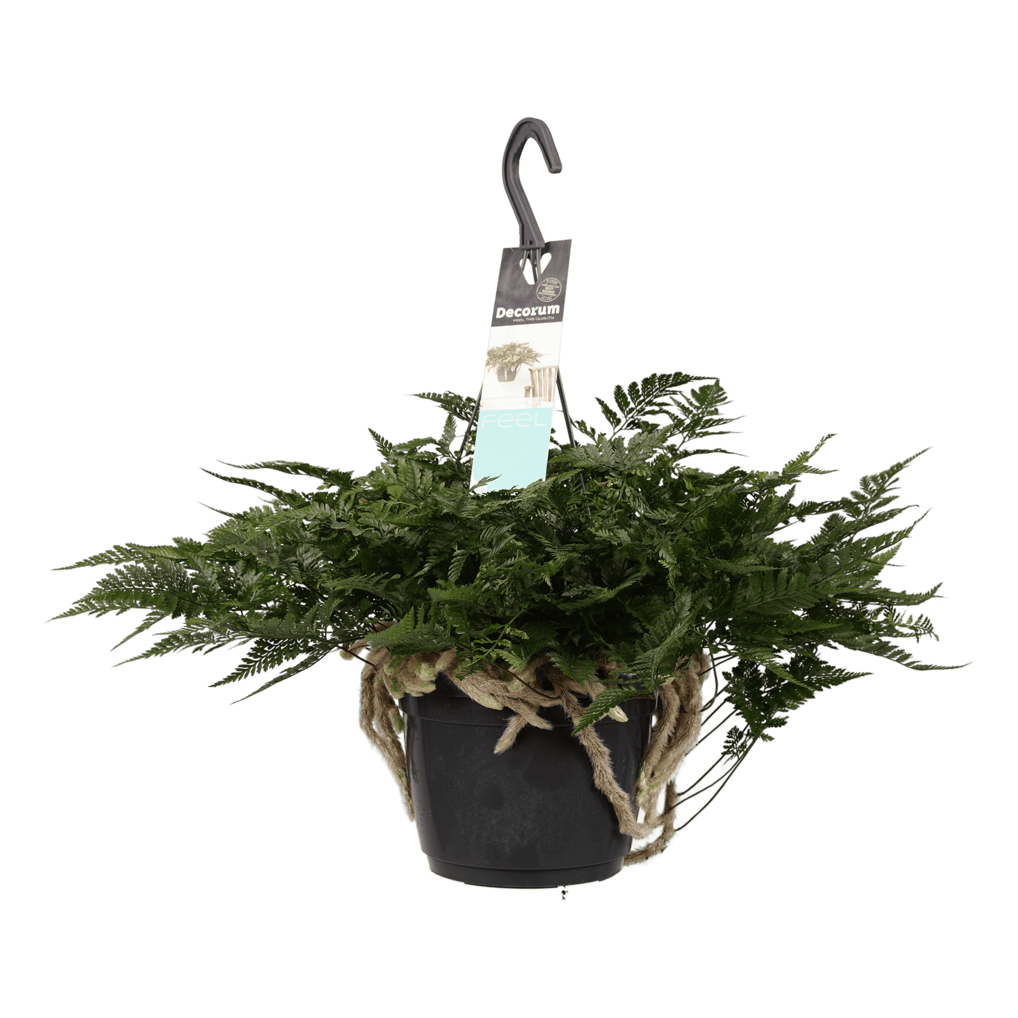 Humata teyermanii 'Bunny' ↑ 35 cm ⌀ 17 cm