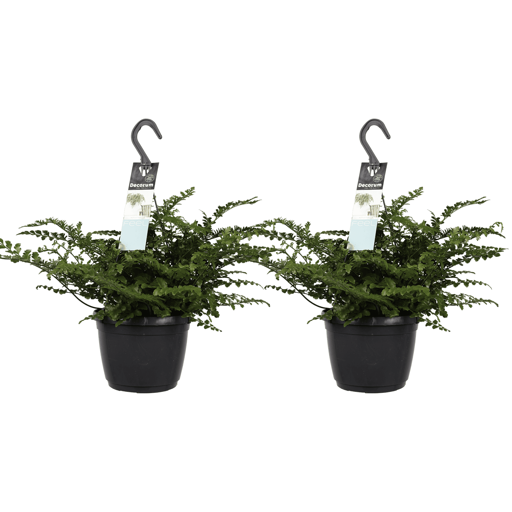 Duo Asplenium 'Parvati' ↑ 40 cm ⌀ 17 cm