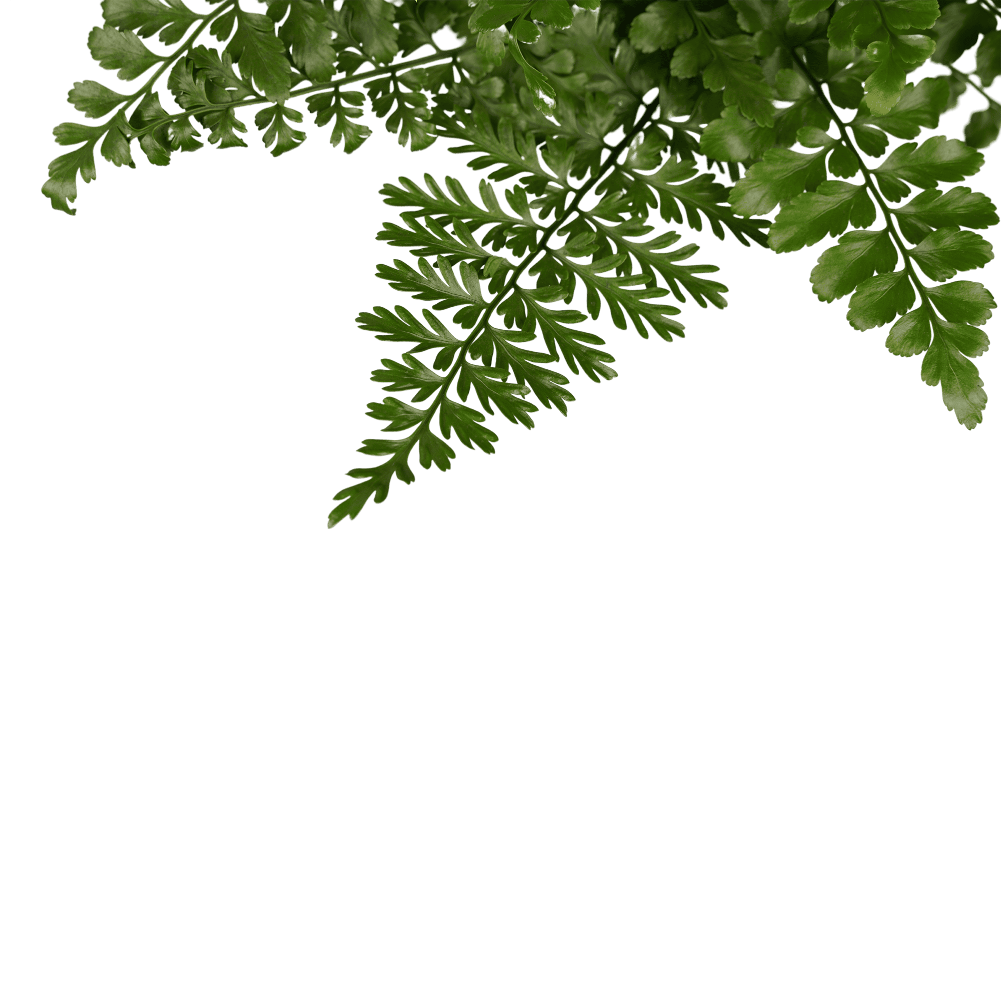 Duo Asplenium 'Parvati' ↑ 40 cm ⌀ 17 cm - Afbeelding 3