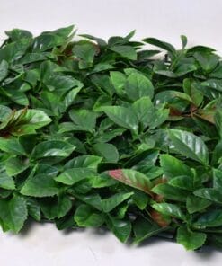 Kunststof plantenwand paneel - Photinia - 50 x 50 cm