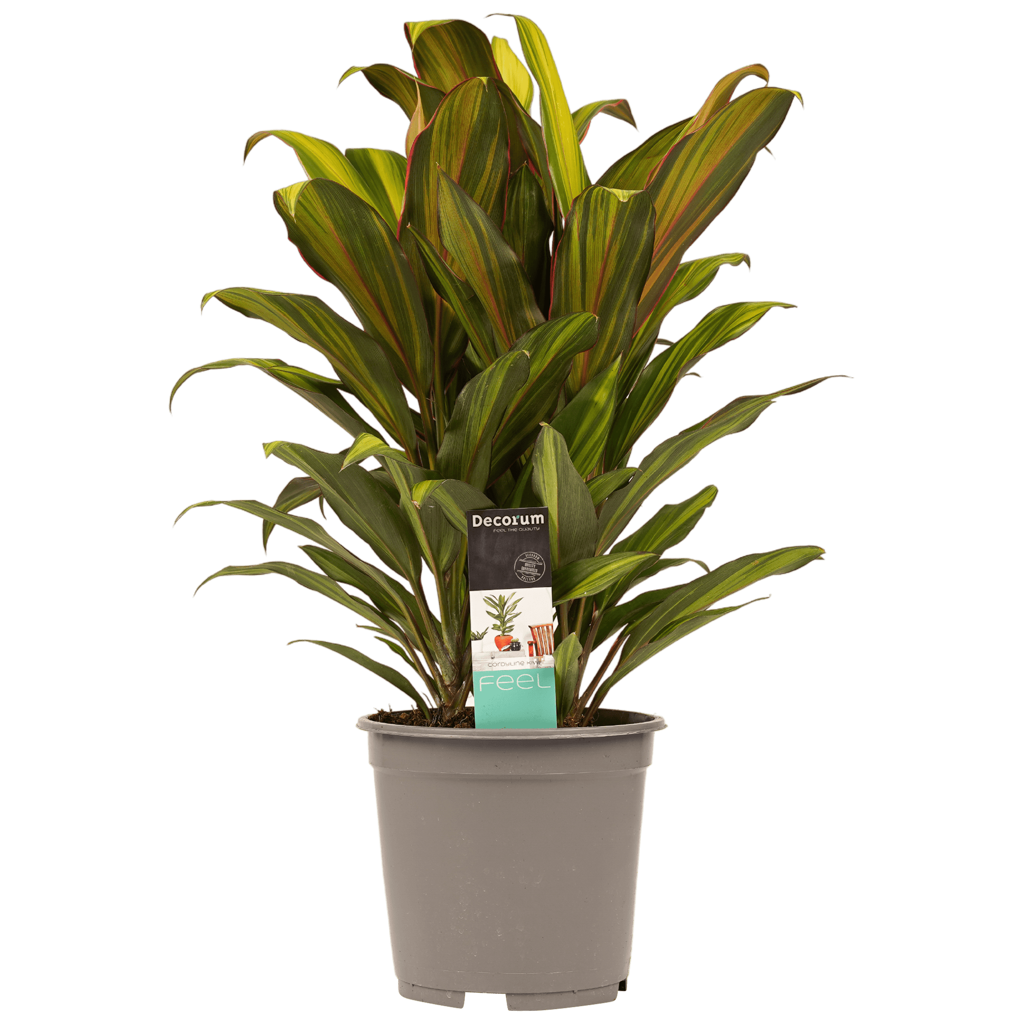 Cordyline Kiwi toef ↑ 60 cm ⌀ 19 cm