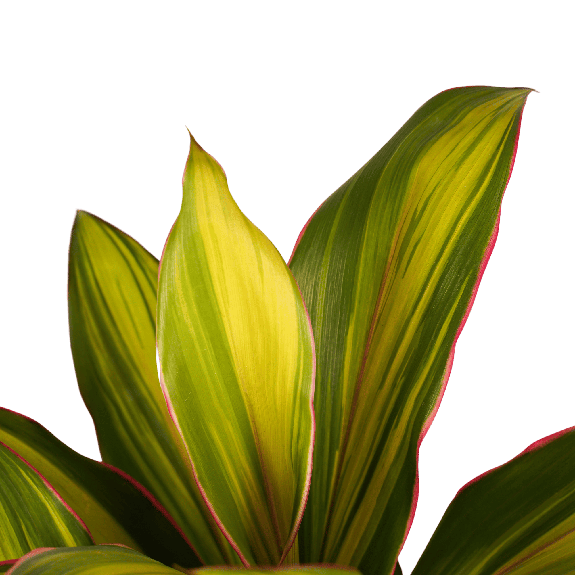 Cordyline Kiwi toef ↑ 60 cm ⌀ 19 cm - Afbeelding 3