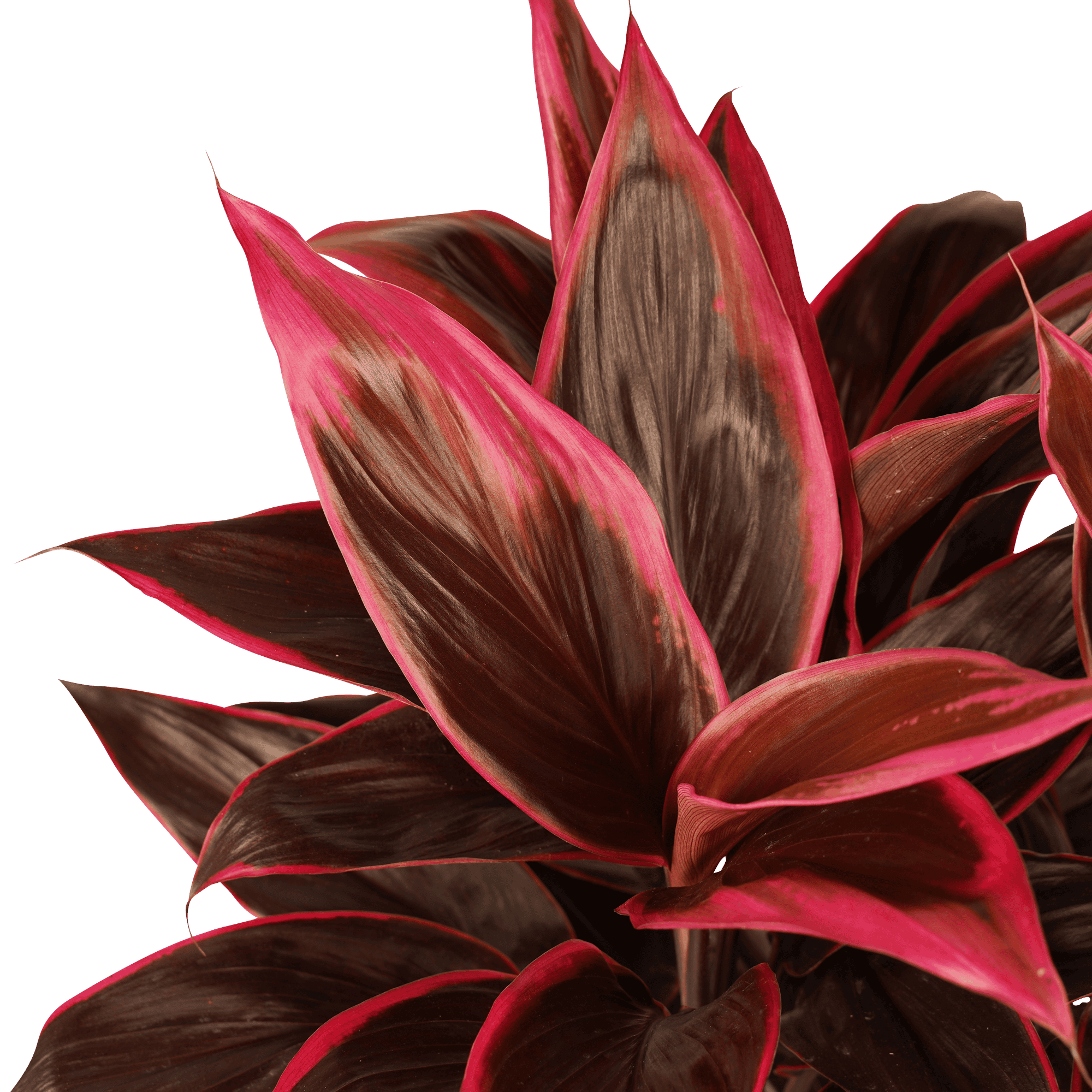 Cordyline Mambo toef ↑ 60 cm ⌀ 19 cm - Afbeelding 3