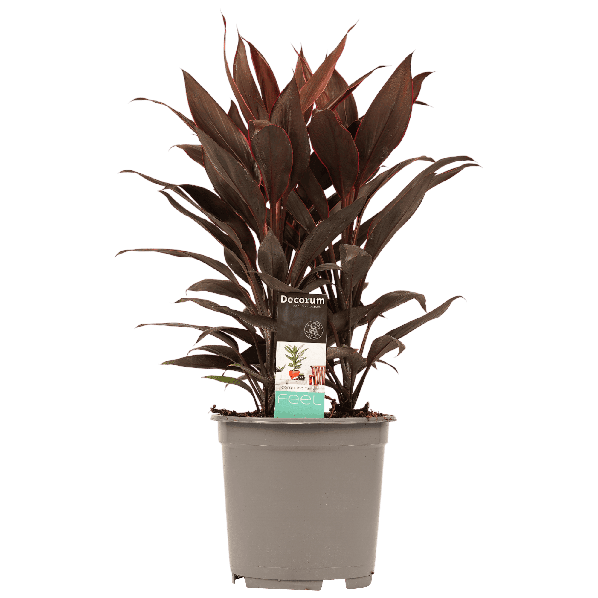 Cordyline Tango Toef ↑ 60 cm ⌀ 19 cm