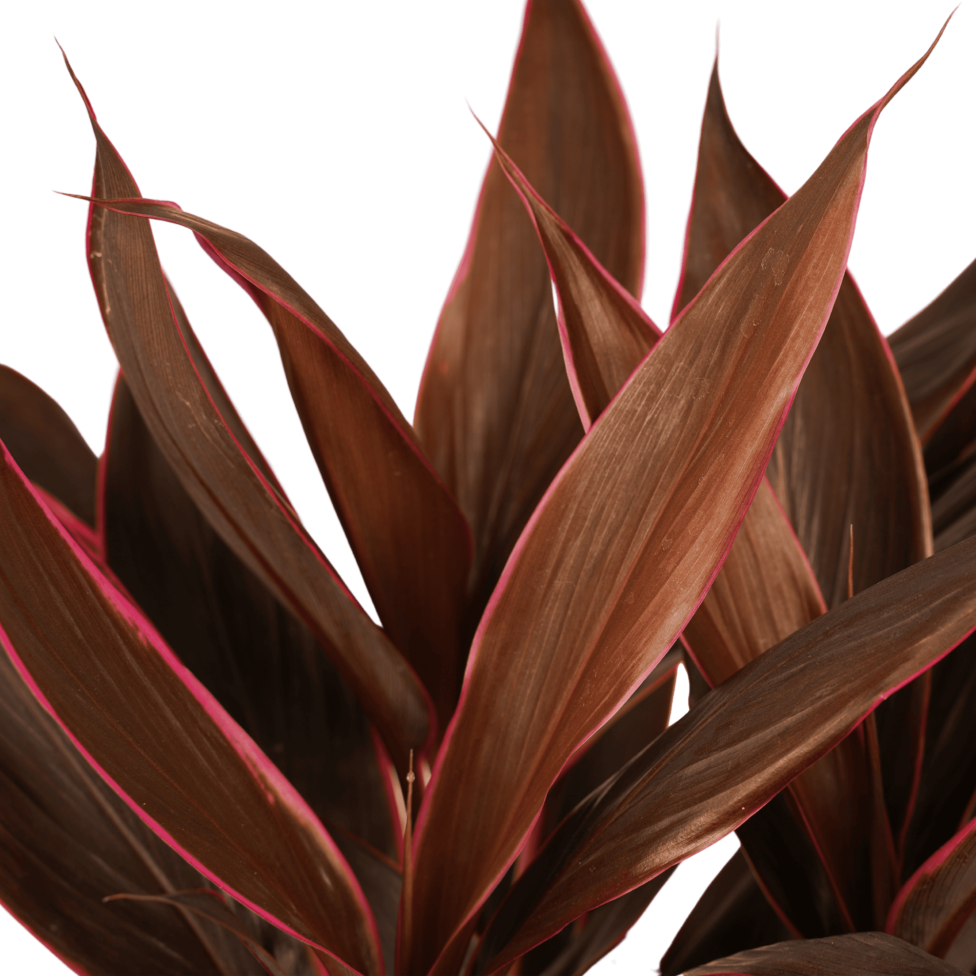 Cordyline Tango Toef ↑ 60 cm ⌀ 19 cm - Afbeelding 3