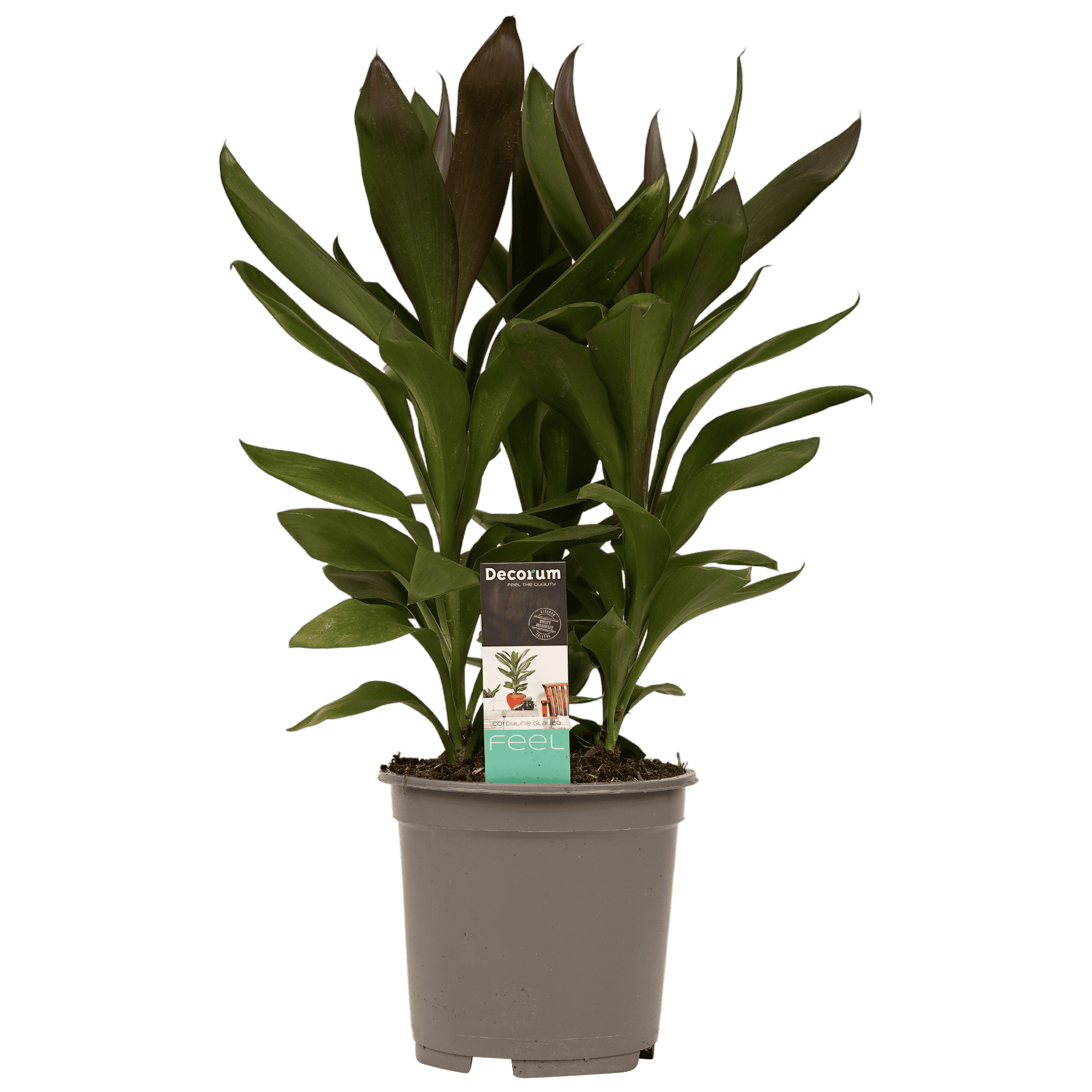 Cordyline Glauca ↑ 60 cm ⌀ 19 cm