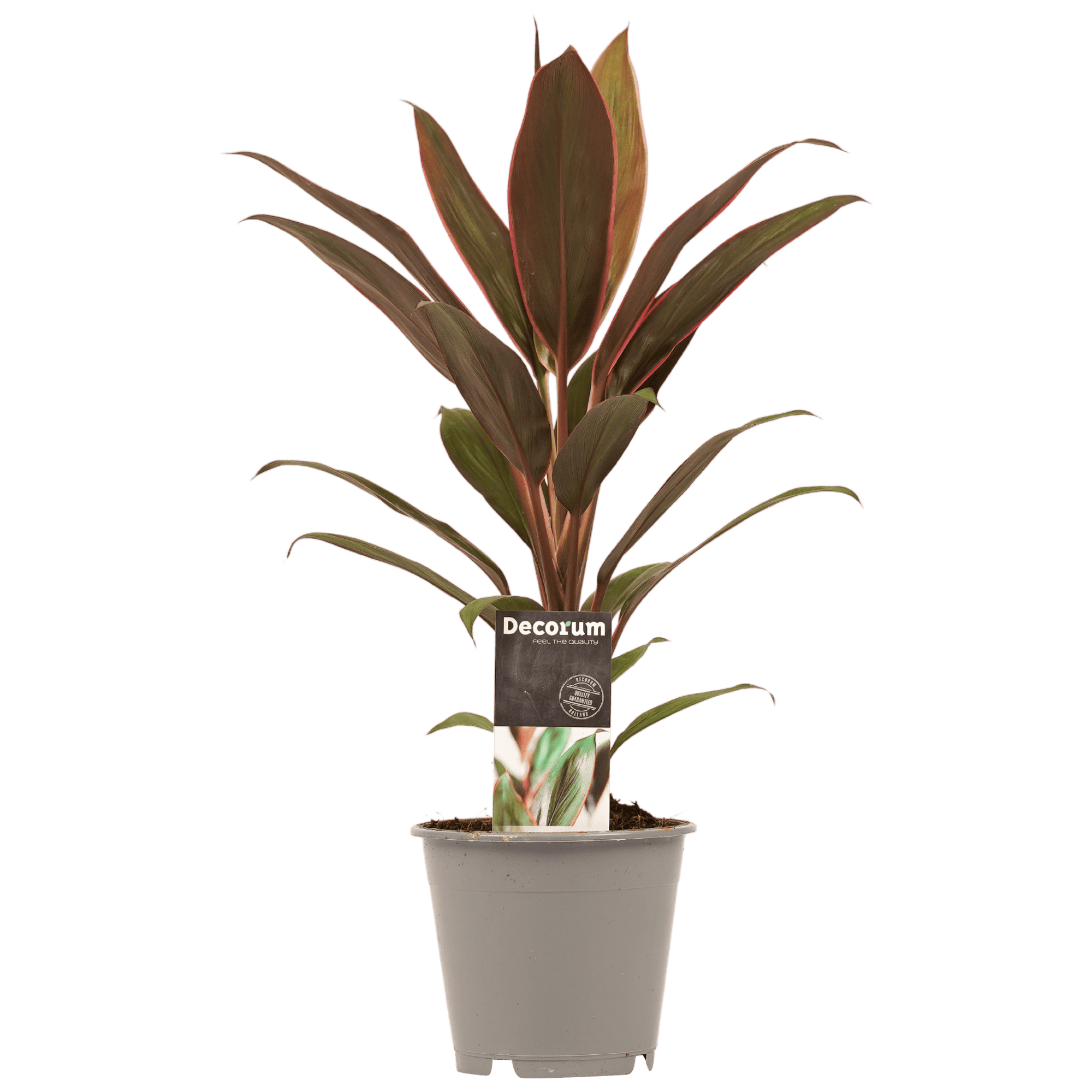 Cordyline Rumba ↑ 40 cm ⌀ 12 cm