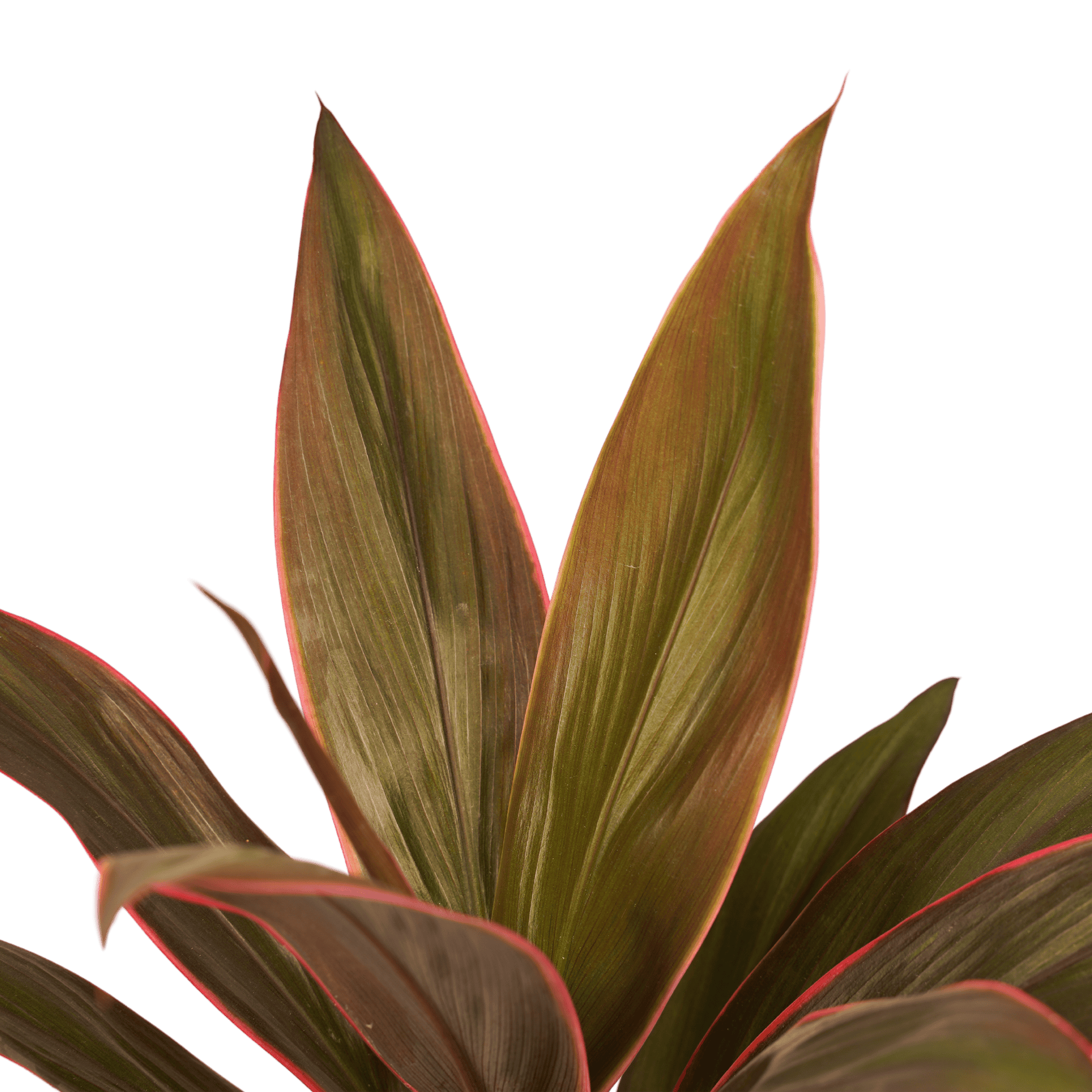 Cordyline Rumba ↑ 40 cm ⌀ 12 cm - Afbeelding 3