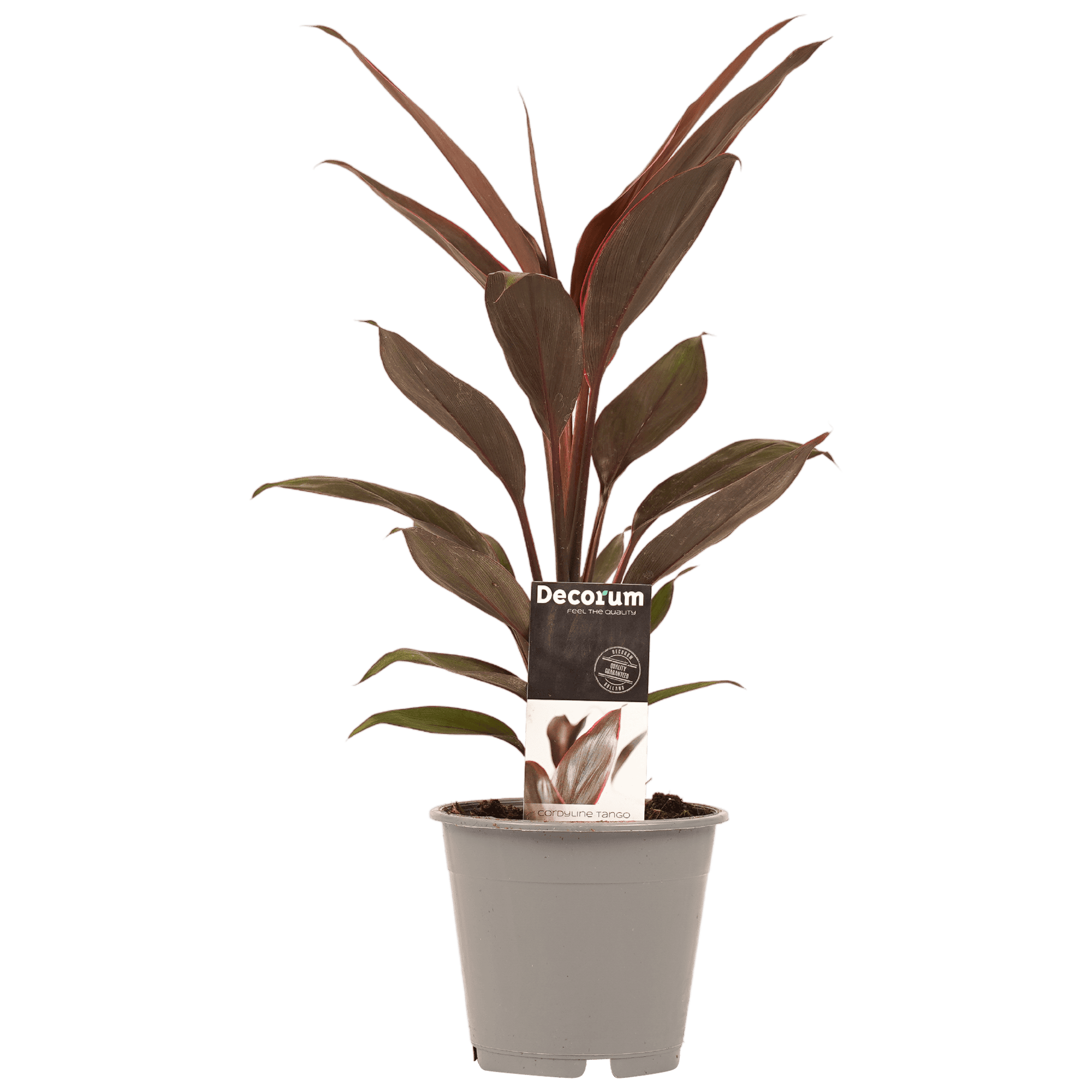 Cordyline Tango ↑ 40 cm ⌀ 12 cm