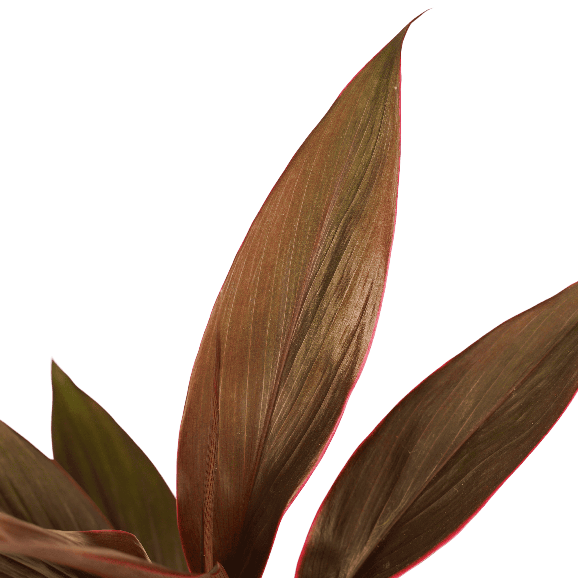 Cordyline Tango ↑ 40 cm ⌀ 12 cm - Afbeelding 3