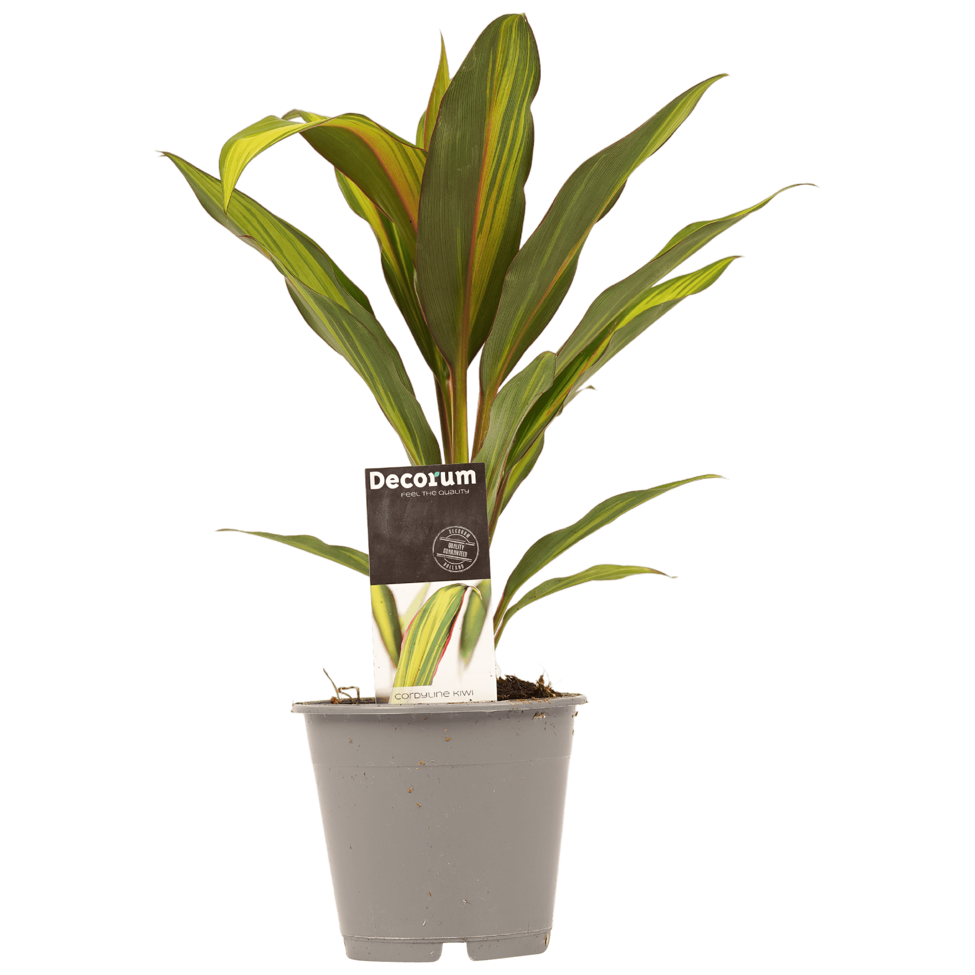 Cordyline Kiwi ↑ 40 cm ⌀ 12 cm