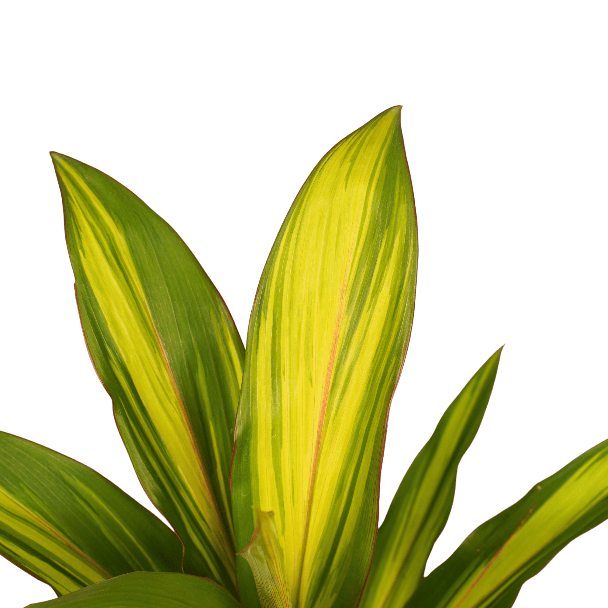 Cordyline Kiwi ↑ 40 cm ⌀ 12 cm - Afbeelding 3