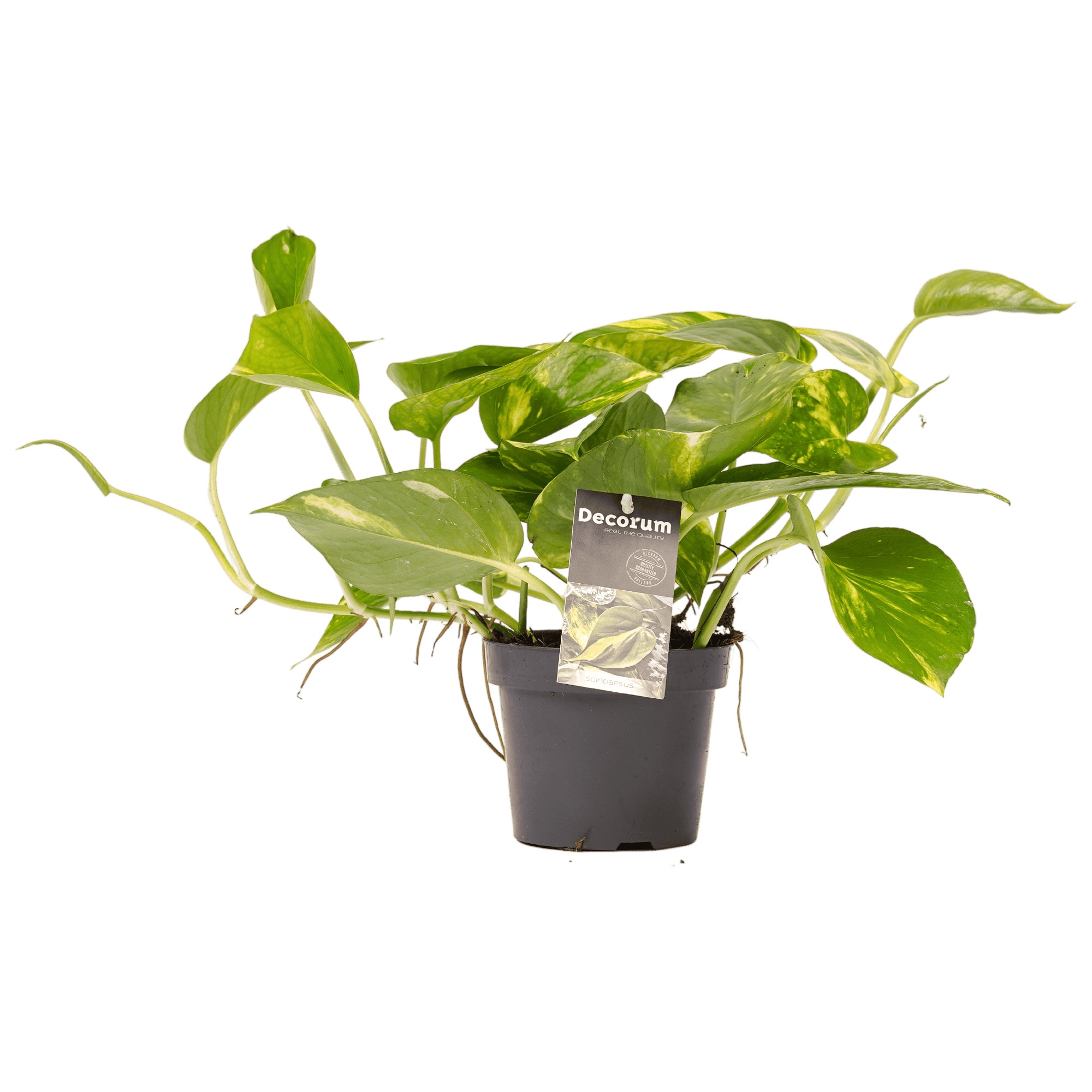 Scindapsus Aureum ↑ 15 cm ⌀ 12 cm