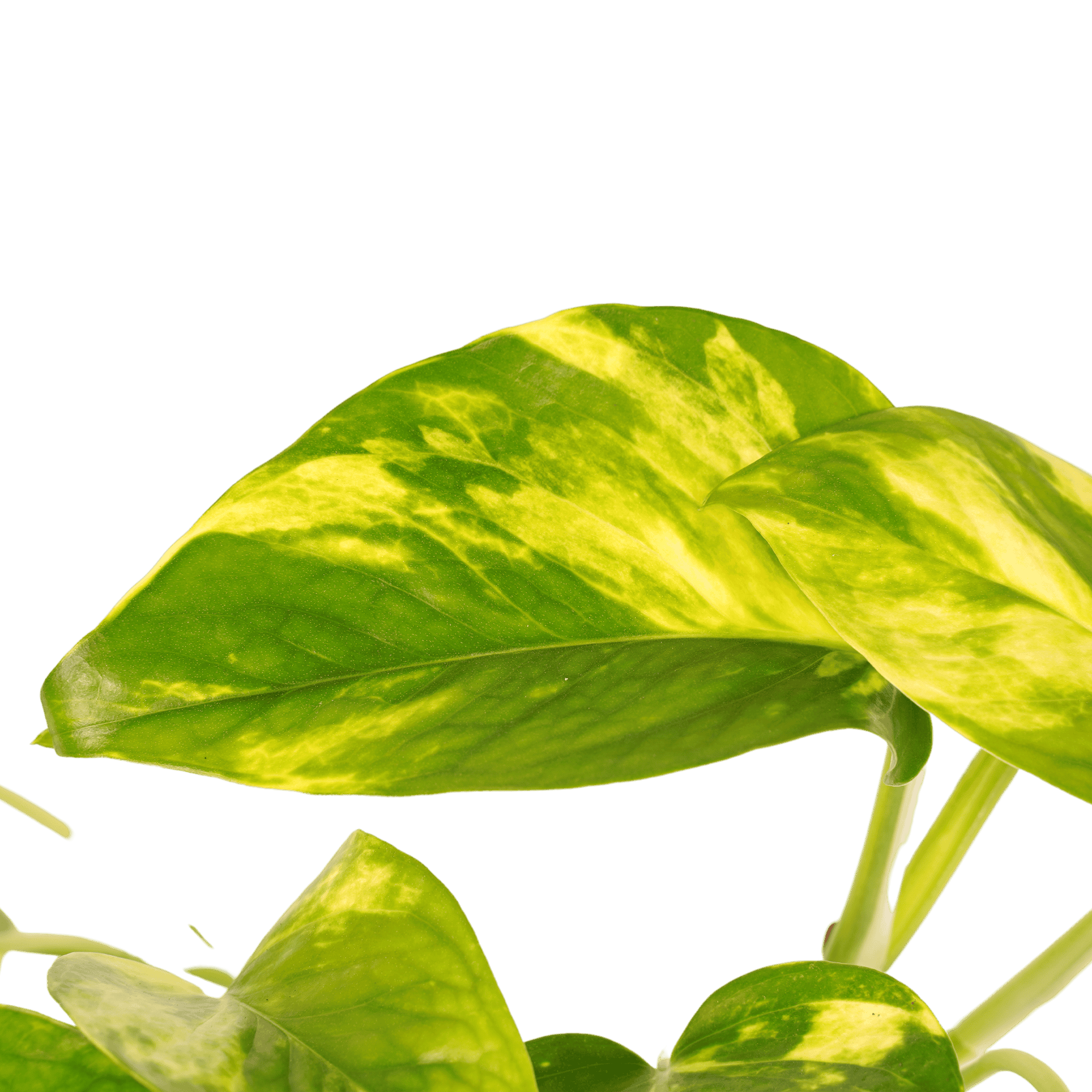 Scindapsus Aureum ↑ 15 cm ⌀ 12 cm - Afbeelding 3