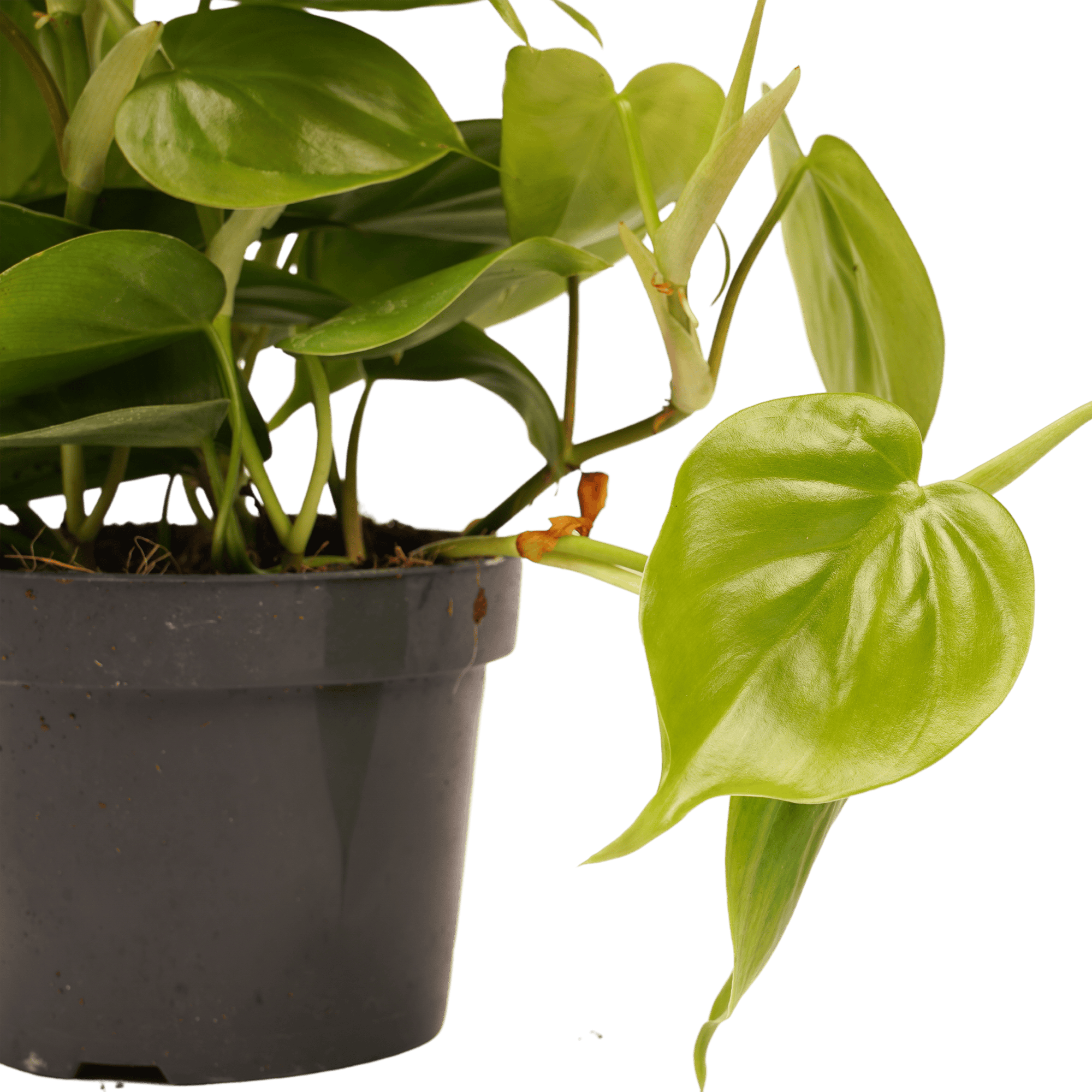 Philodendron Scandens ↑ 15 cm ⌀ 12 cm - Afbeelding 3