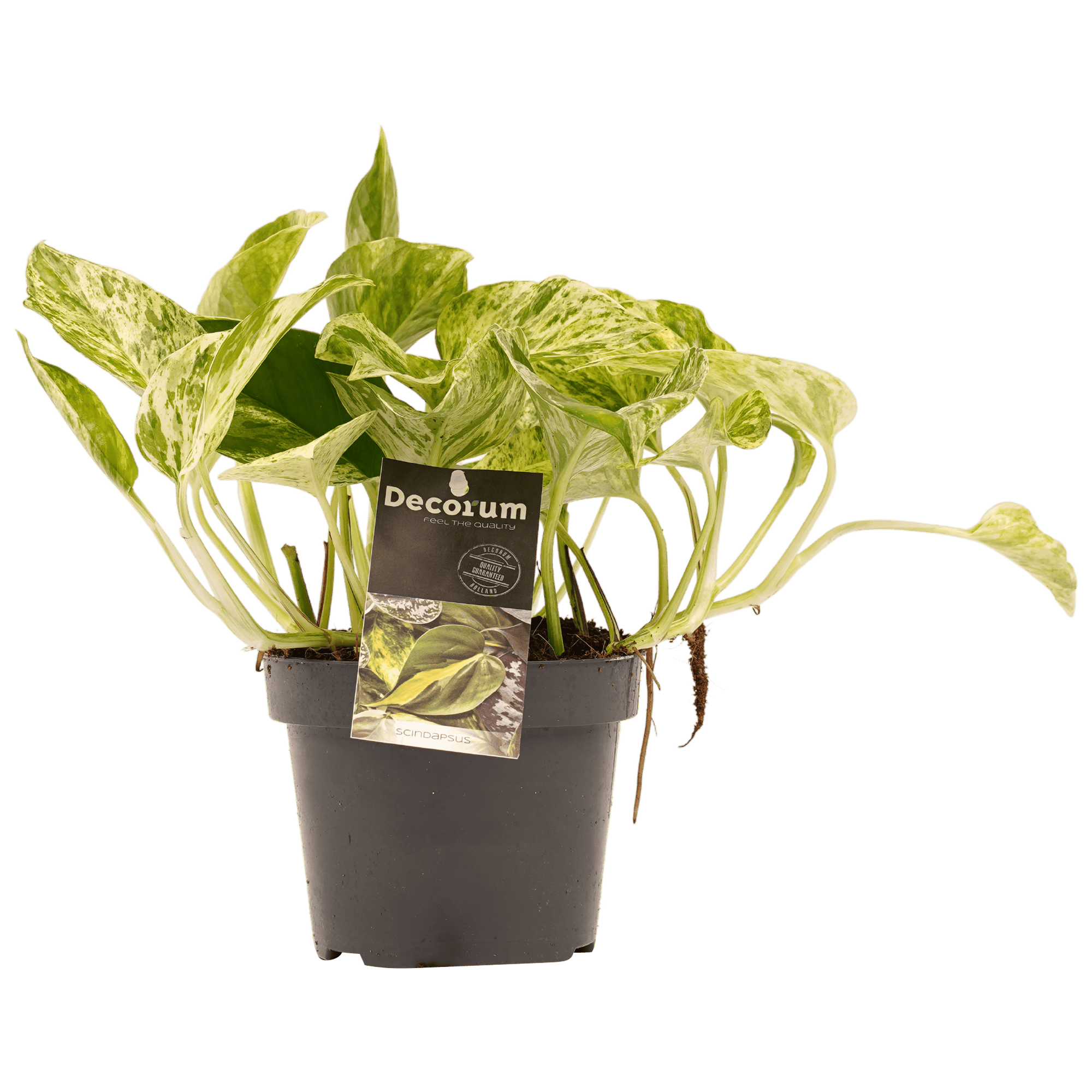 Scindapsus Marble Queen ↑ 15 cm ⌀ 12 cm