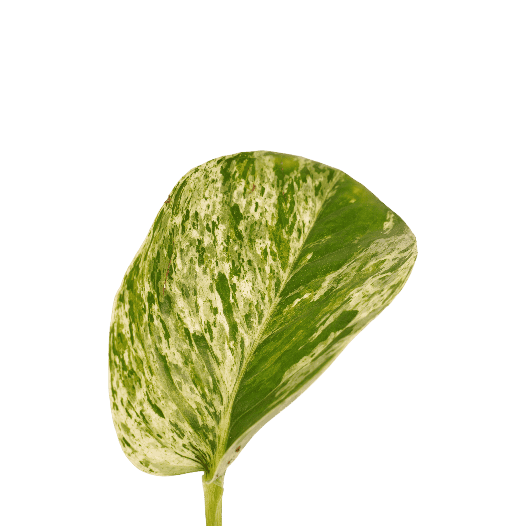 Scindapsus Marble Queen ↑ 15 cm ⌀ 12 cm - Afbeelding 3