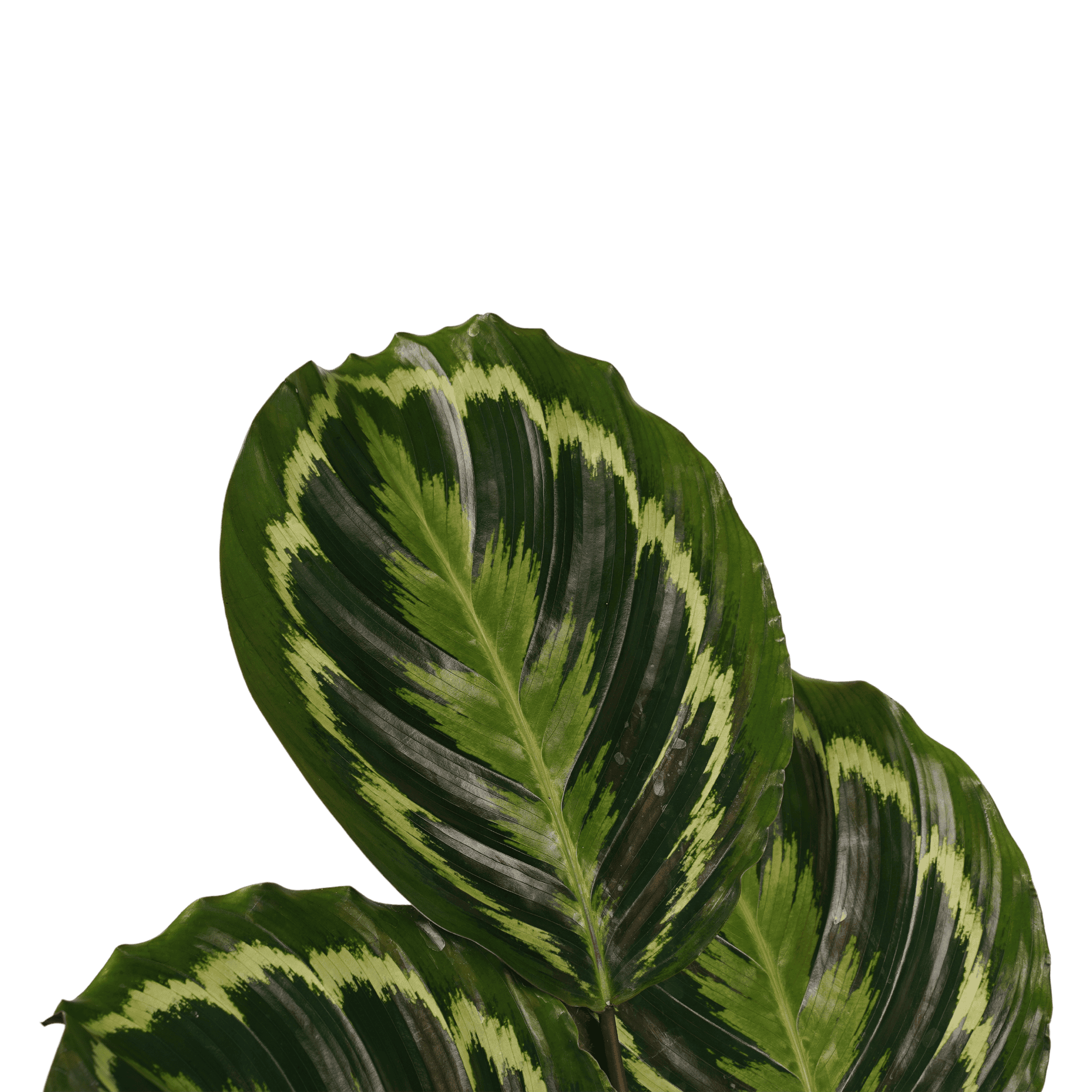 Calathea Medaillon ↑ 70 cm ⌀ 19 cm - Afbeelding 3