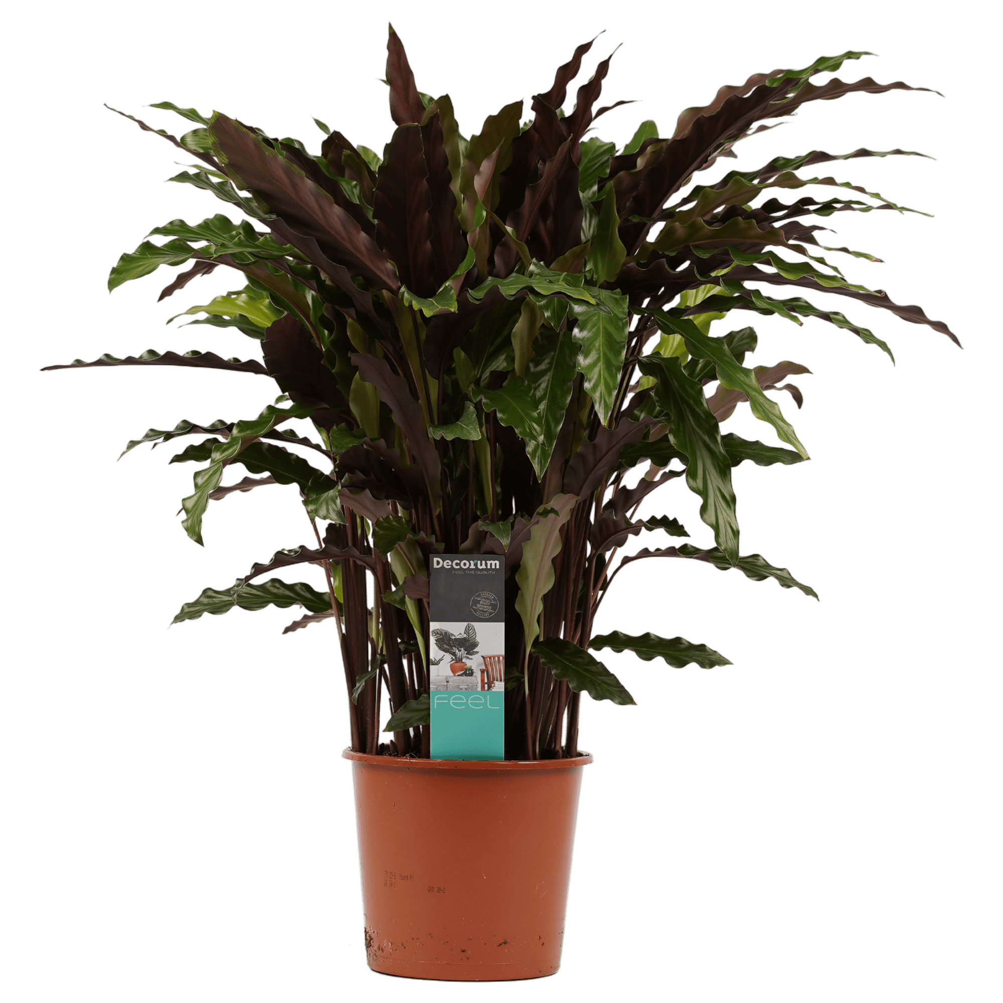 Calathea Elgergrass ↑ 60 cm ⌀ 17 cm