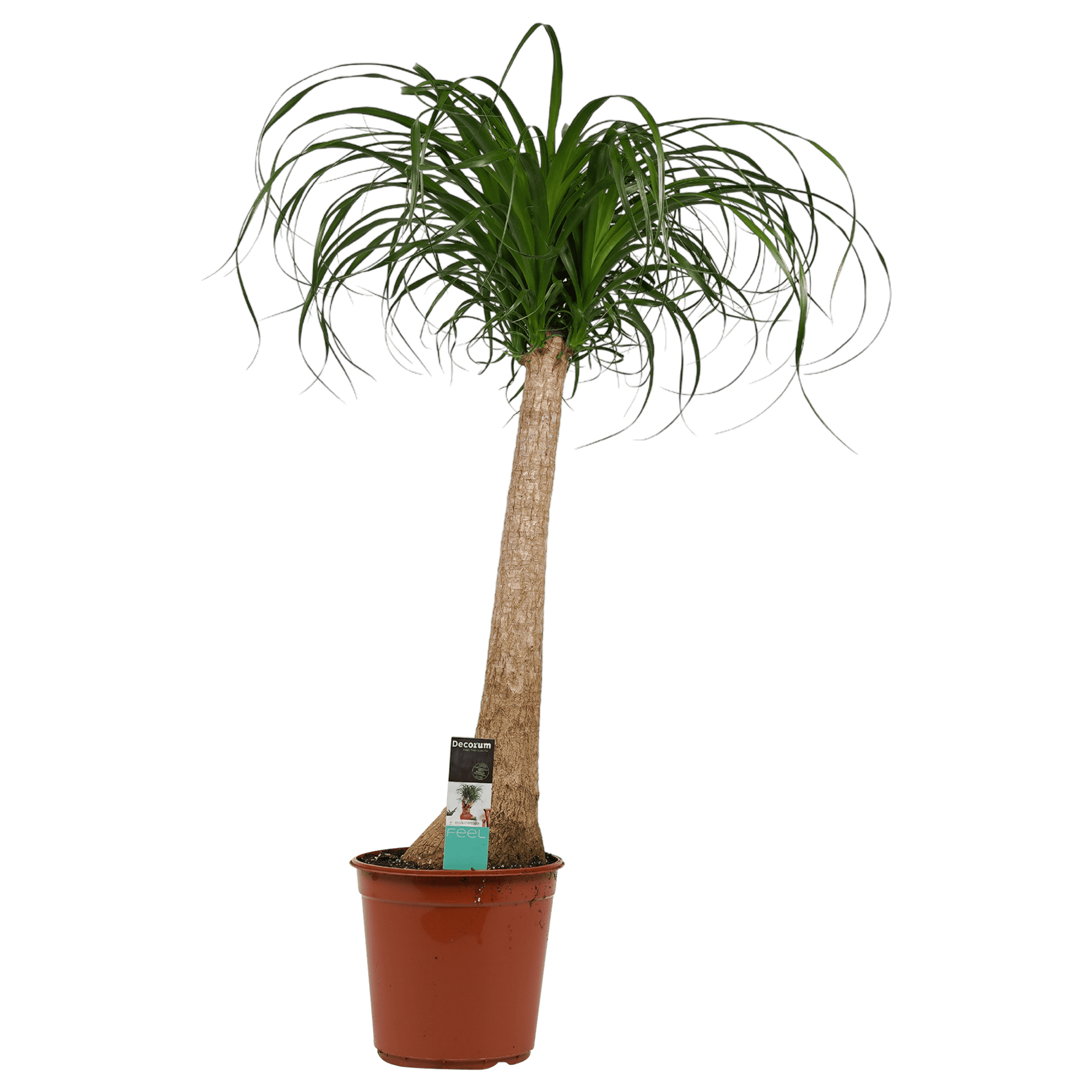 Beaucarnea Recht ↑ 90 cm ⌀ 24 cm