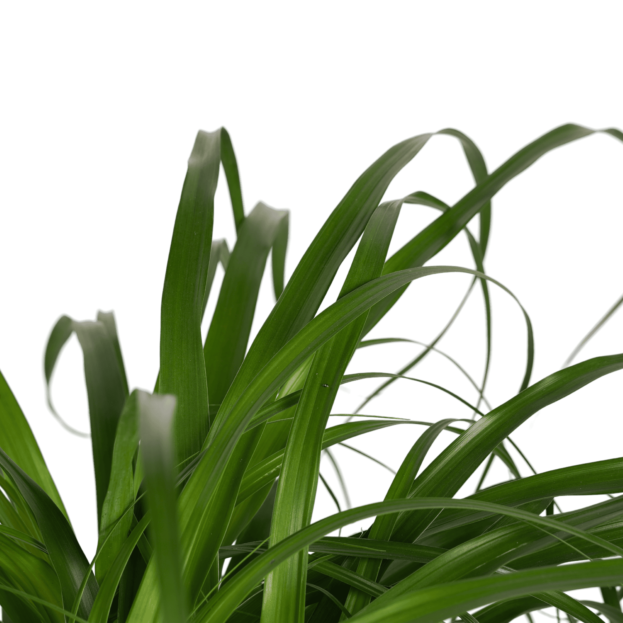 Beaucarnea Recht ↑ 90 cm ⌀ 24 cm - Afbeelding 3