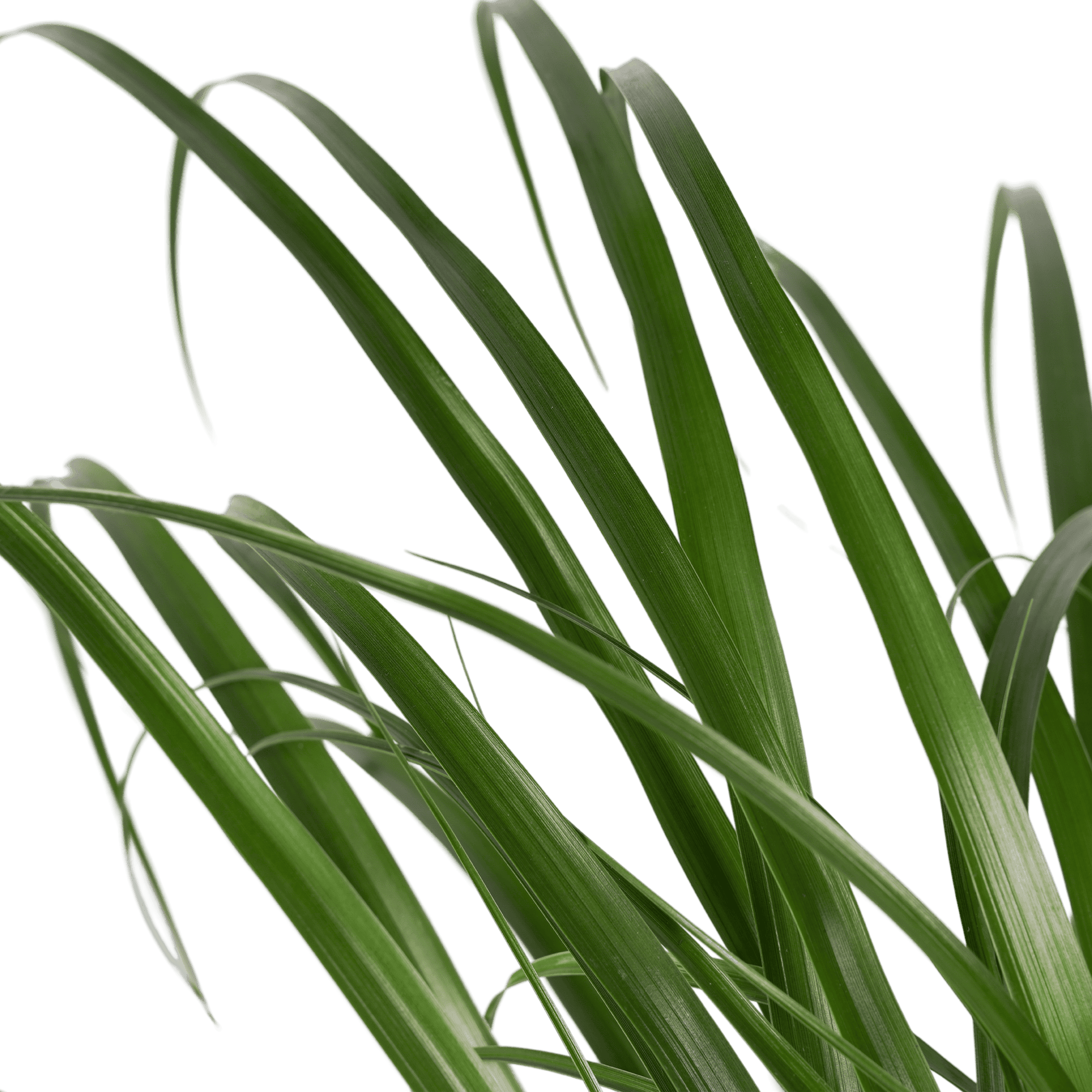 Beaucarnea Recht ↑ 70 cm ⌀ 21 cm - Afbeelding 3