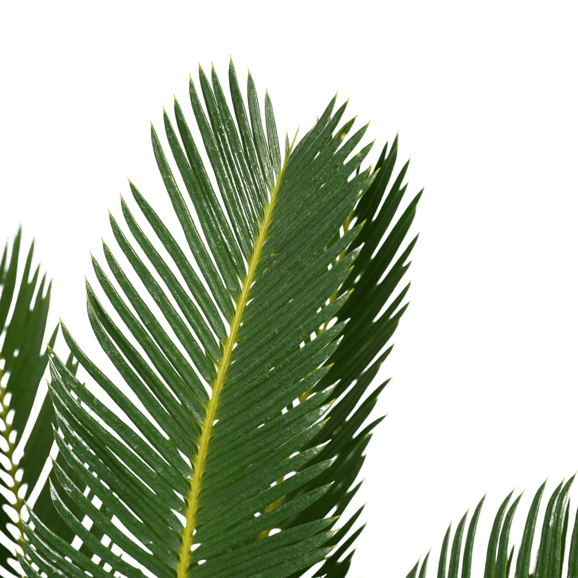 Cycas Revoluta ↑ 65 cm ⌀ 17 cm - Afbeelding 3