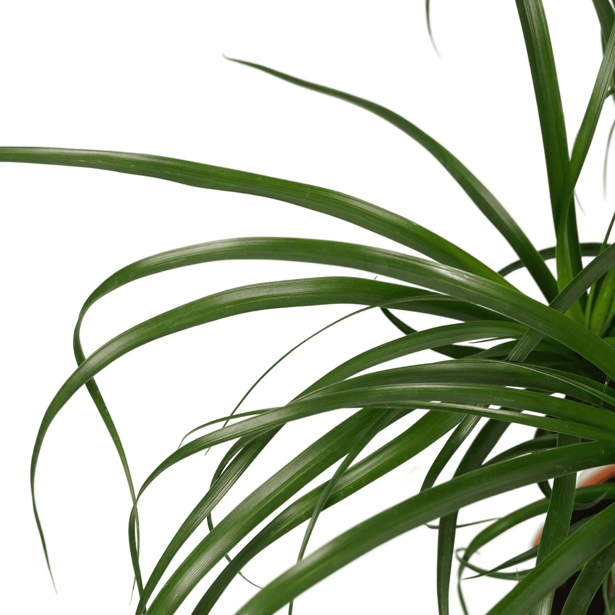 Beaucarnea Vertakt ↑ 55 cm ⌀ 19 cm - Afbeelding 3