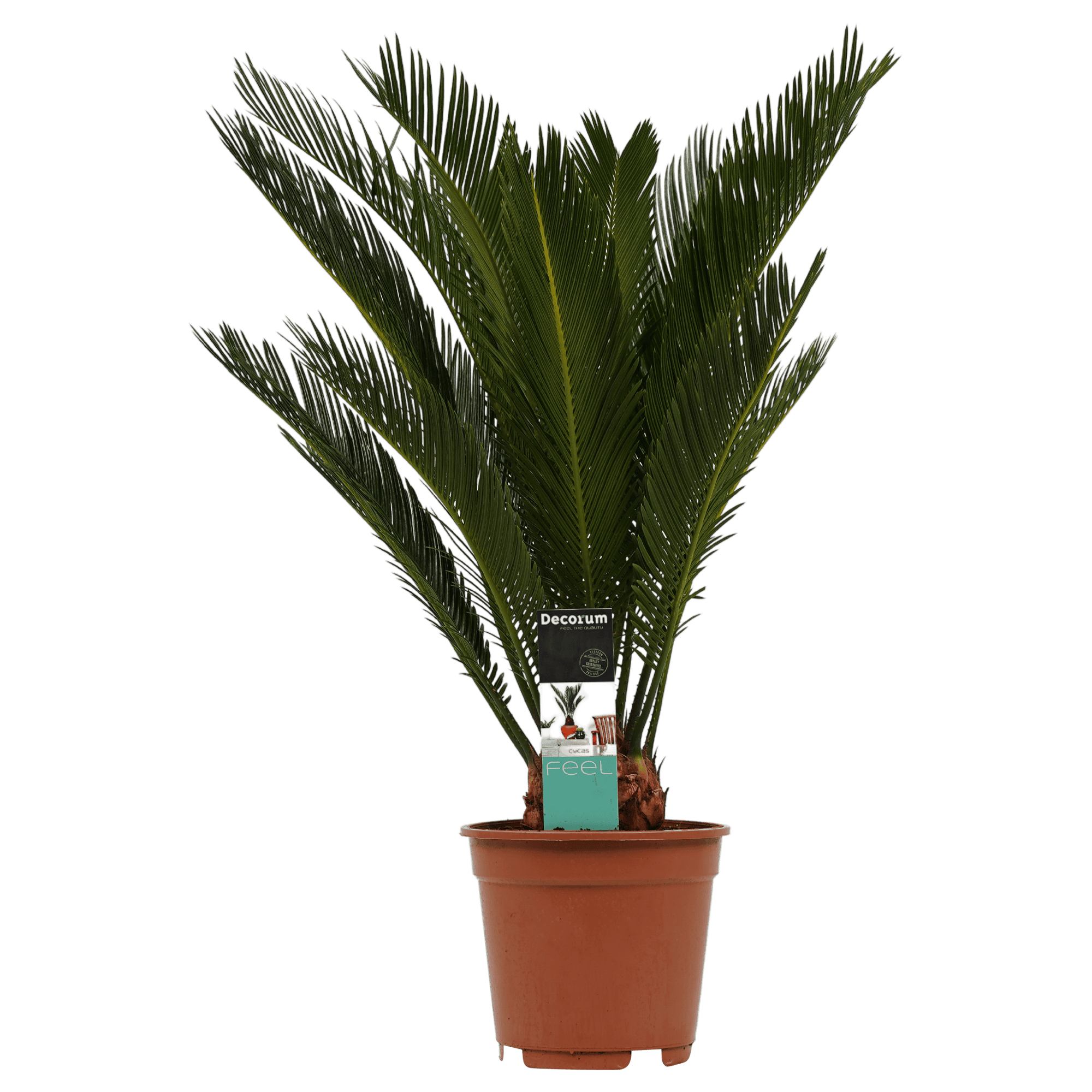 Cycas Revoluta ↑ 55 cm ⌀ 14 cm