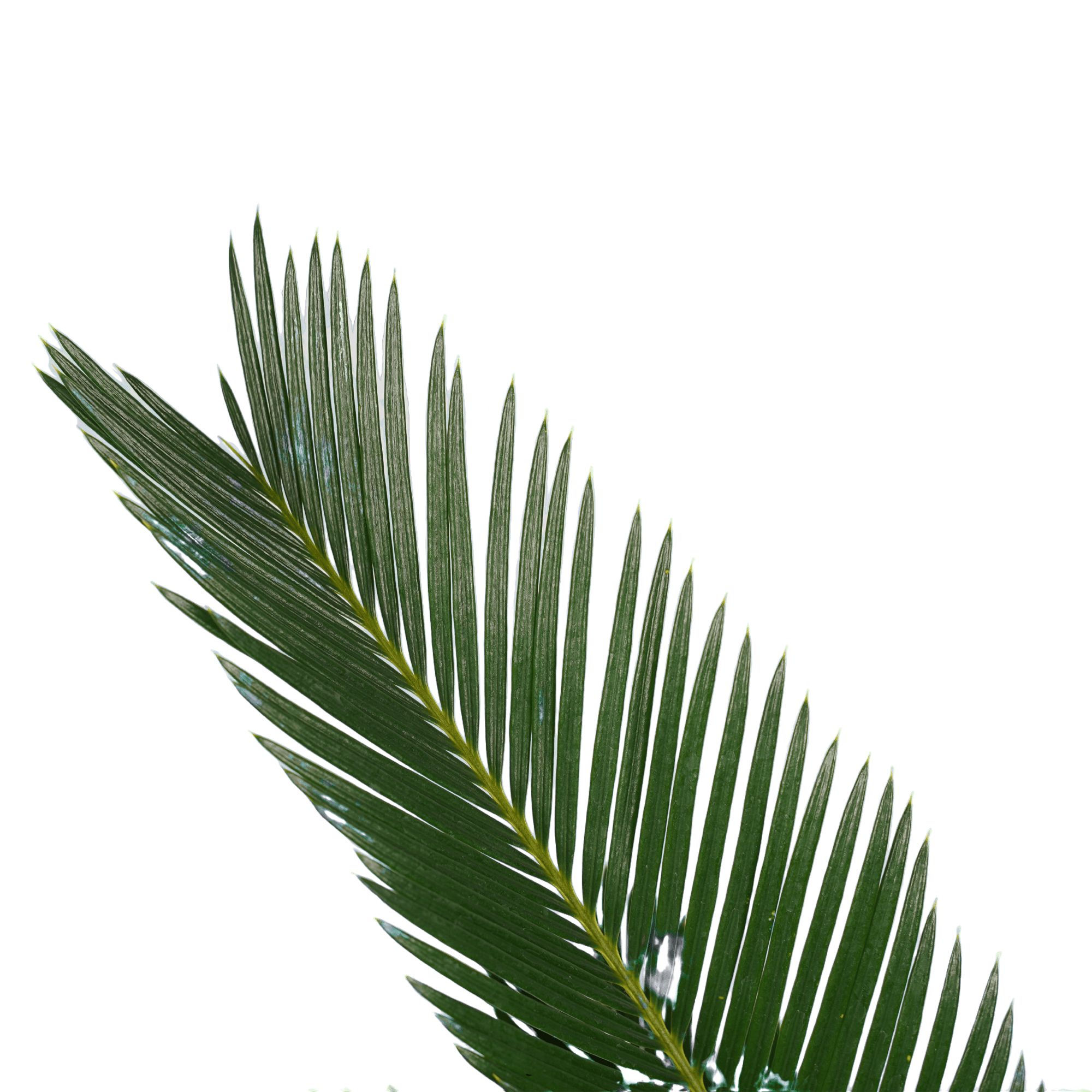 Cycas Revoluta ↑ 55 cm ⌀ 14 cm - Afbeelding 3