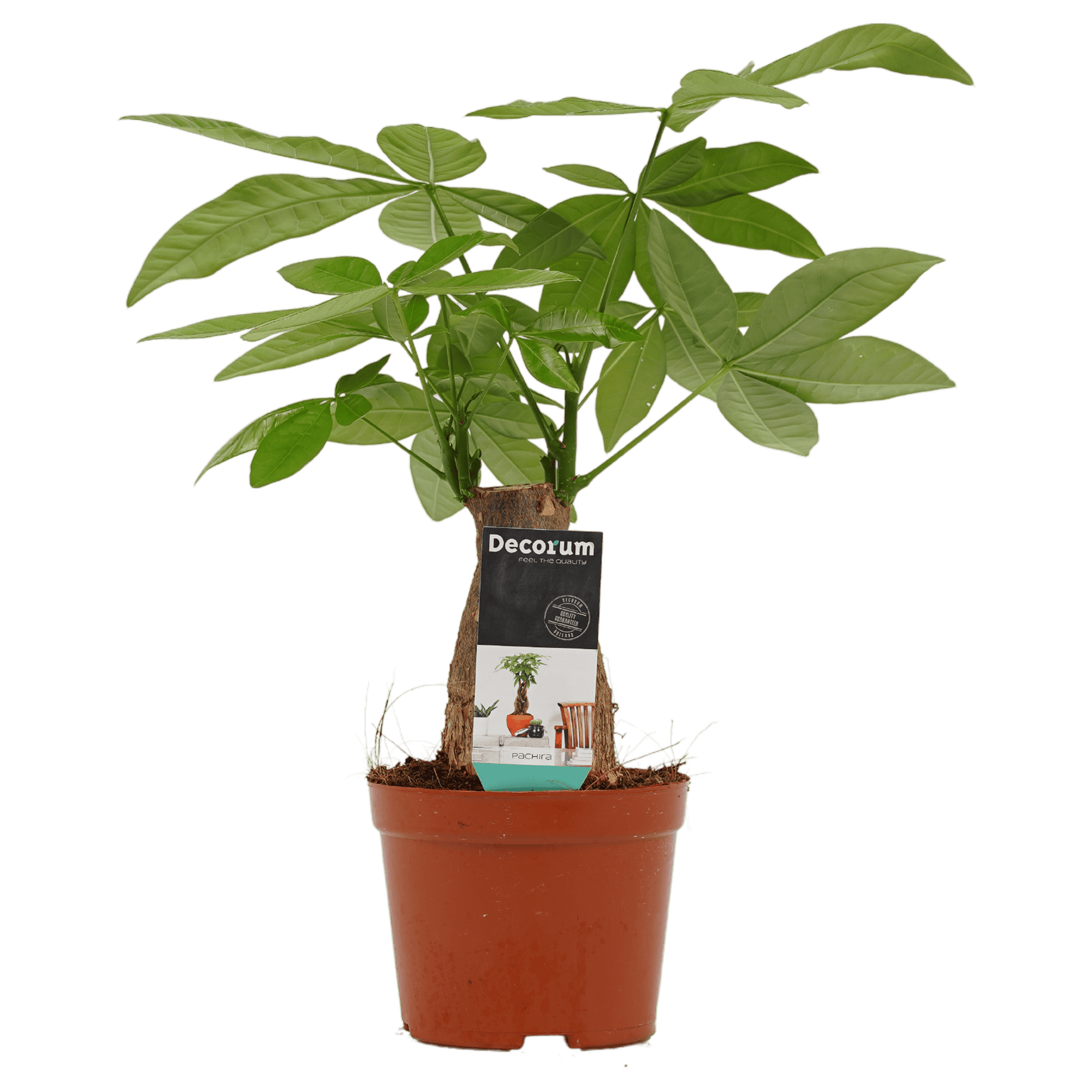 Pachira ↑ 45 cm ⌀ 14 cm