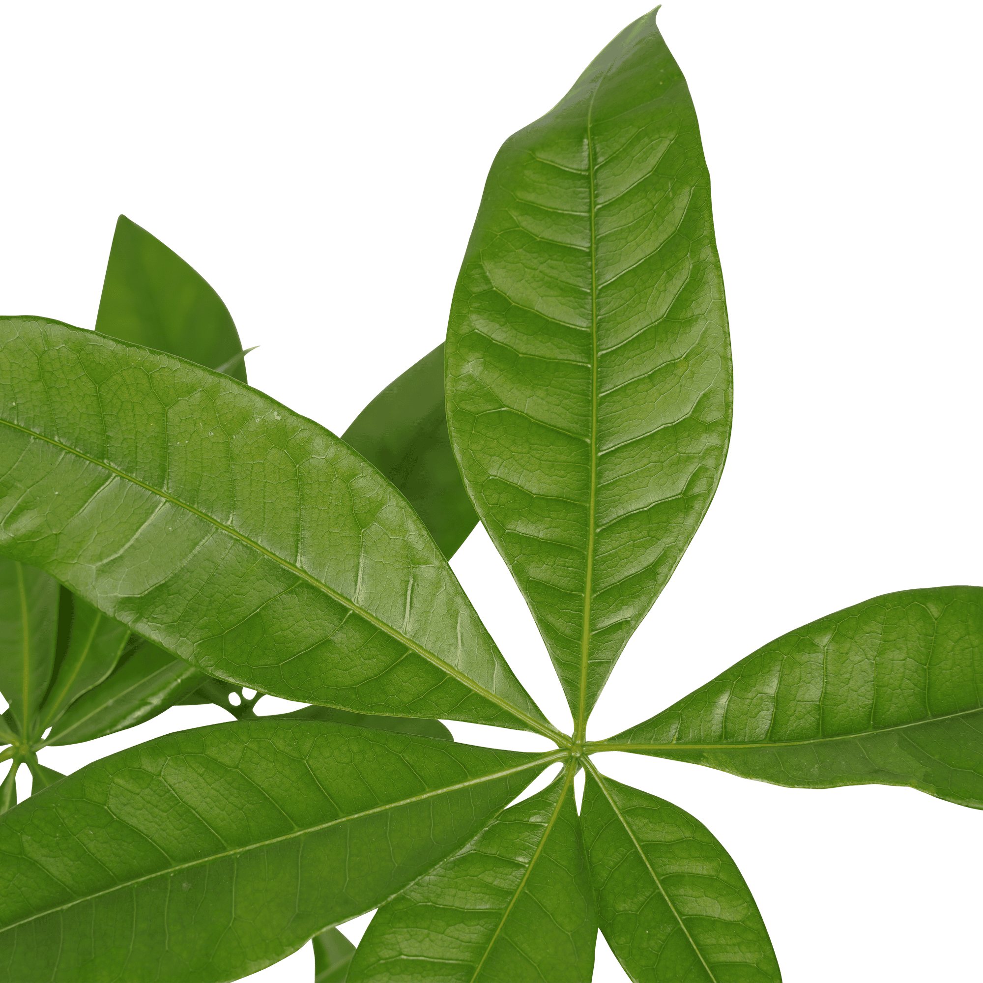 Pachira ↑ 45 cm ⌀ 14 cm - Afbeelding 3