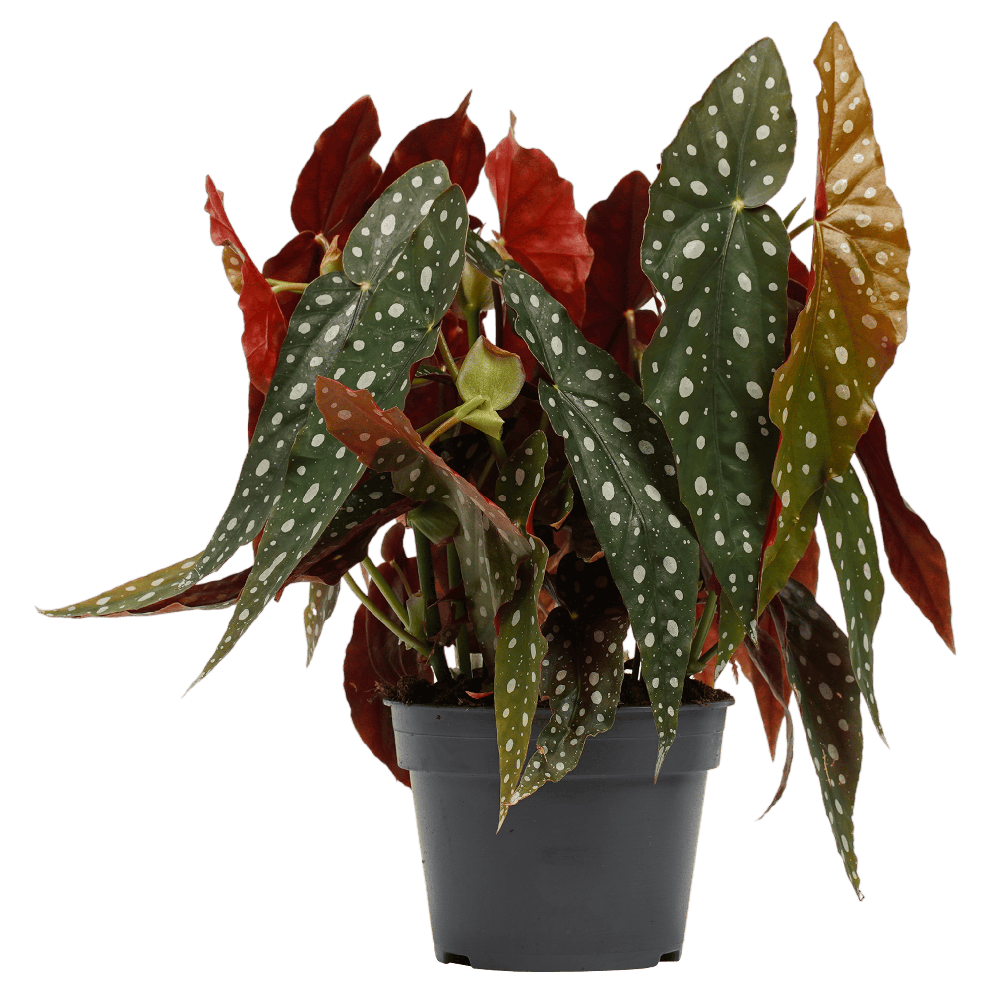 Begonia Maculata ↑ 45 cm ⌀ 17 cm
