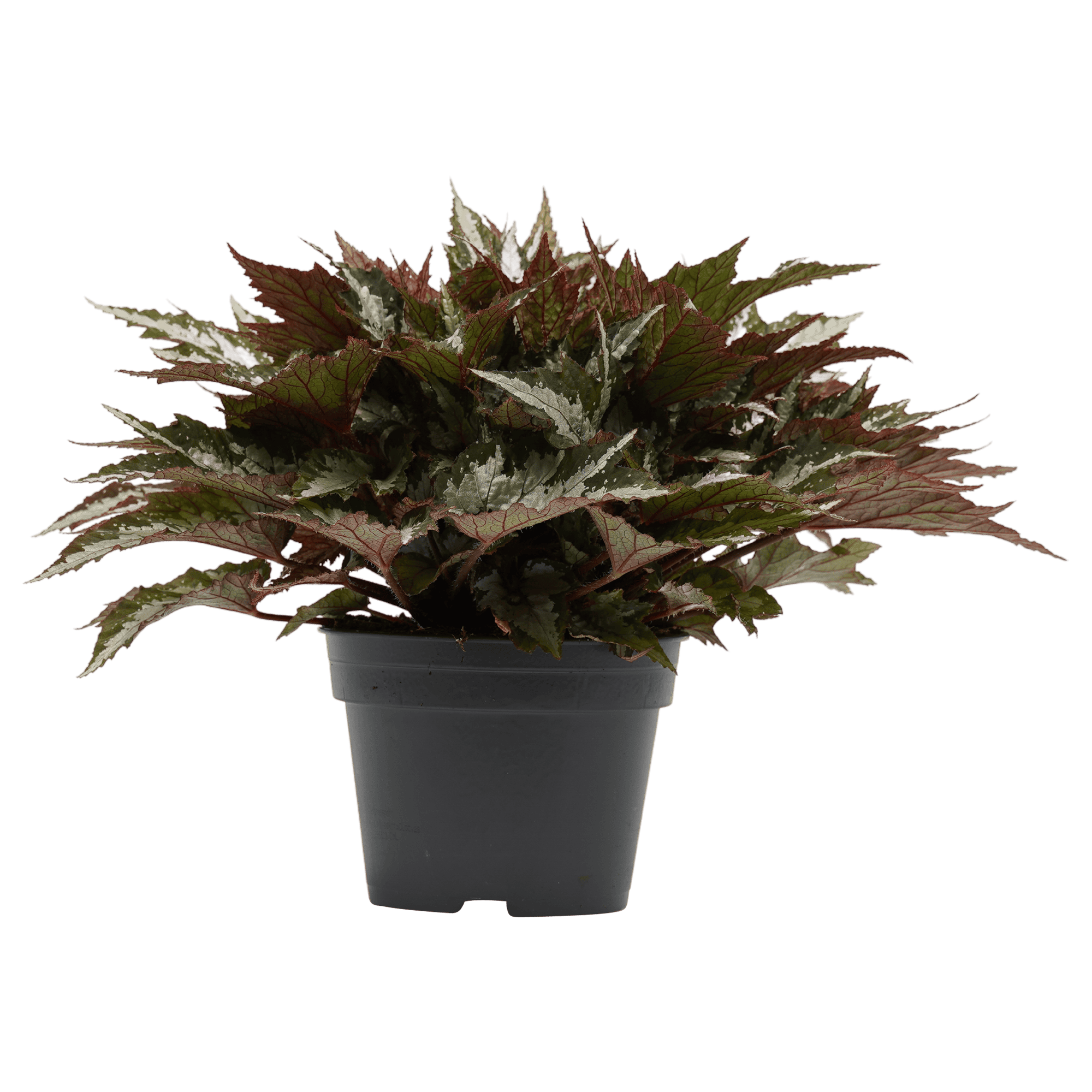 Begonia Sumatra green ↑ 30 cm ⌀ 17 cm