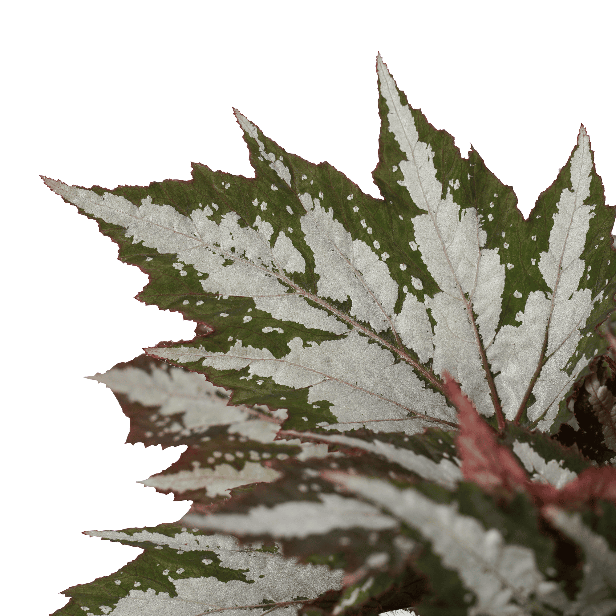Begonia Sumatra green ↑ 30 cm ⌀ 17 cm - Afbeelding 3