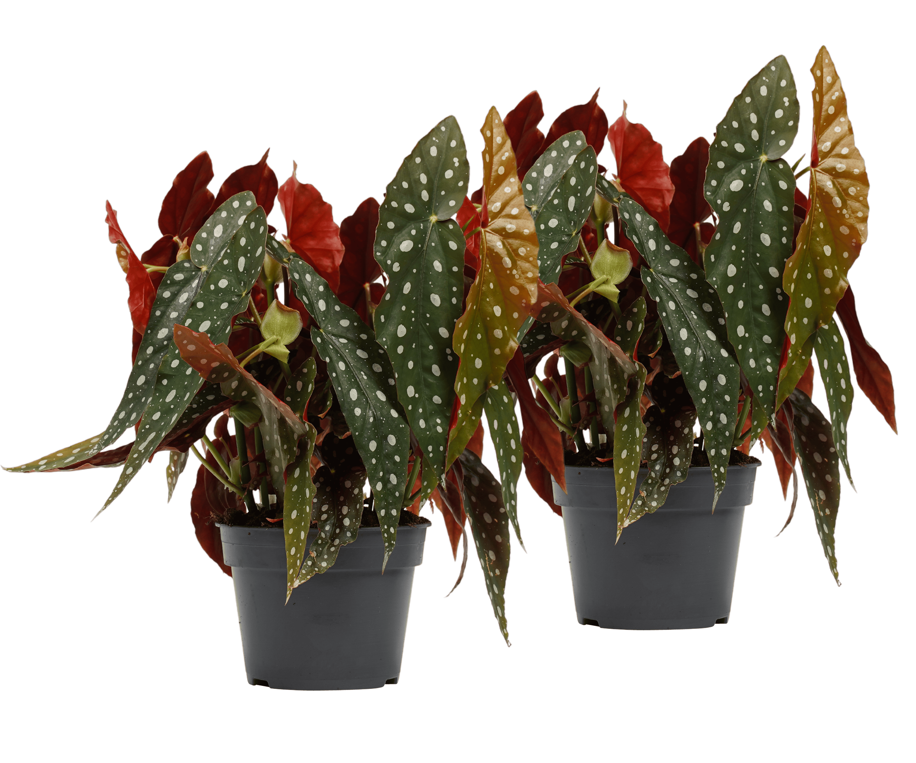 Duo Begonia Maculata ↑ 45 cm ⌀ 17 cm