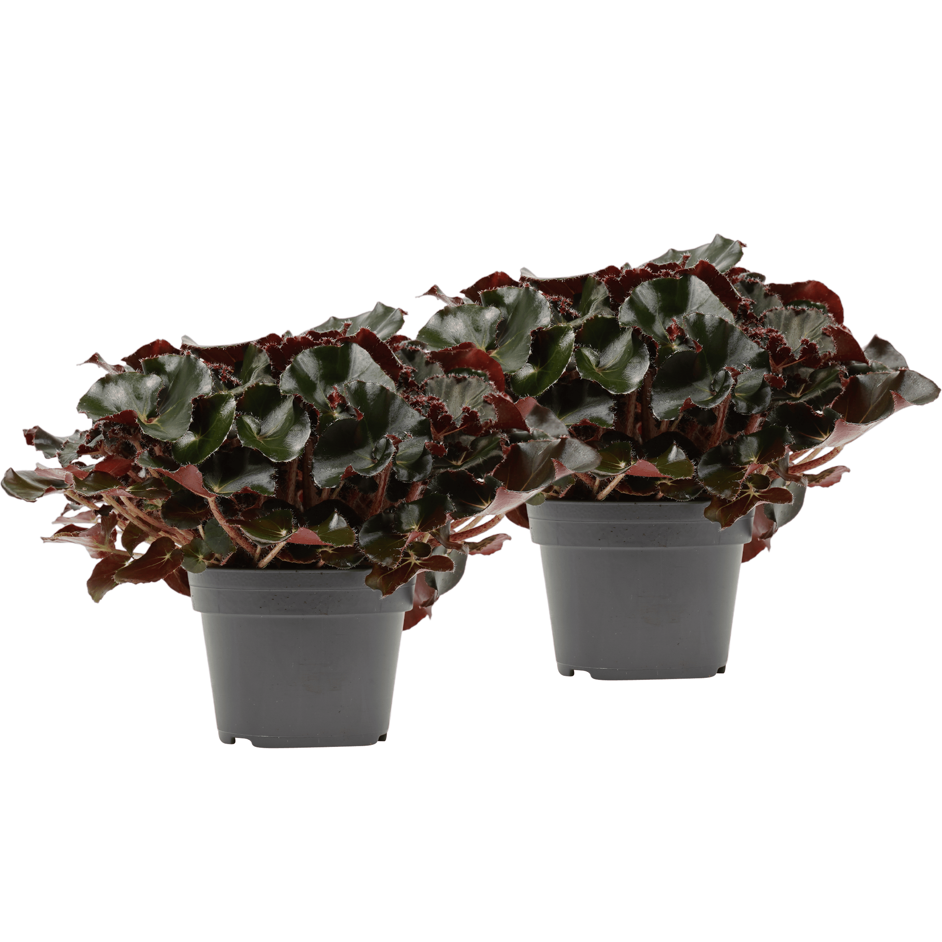 Duo Black Jungle ↑ 40 cm ⌀ 17 cm