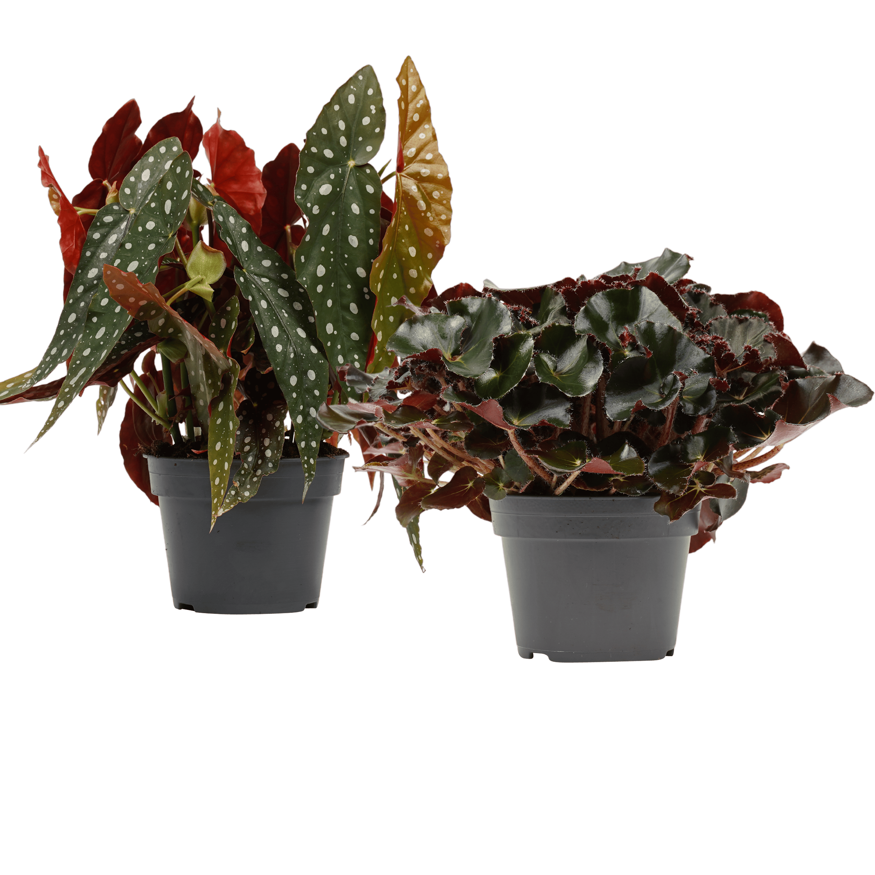 Begonia Maculata met Black Jungle combinatie ↑ 40 cm ⌀ 17 cm